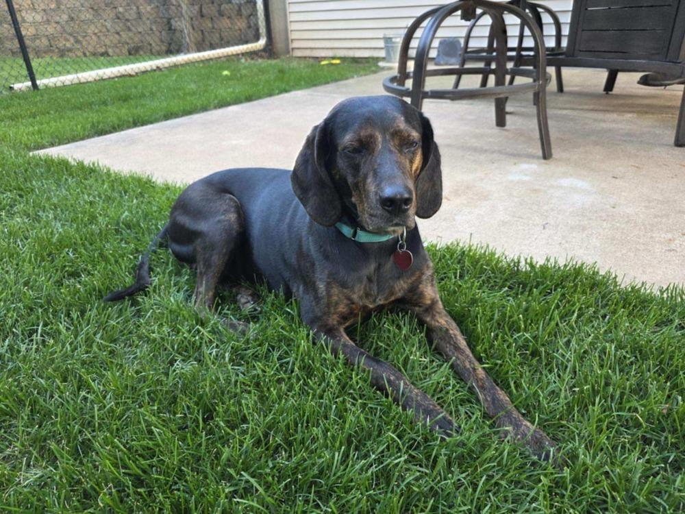 Turbo, a Adoptable Hound in Wausau, WI image 6/6