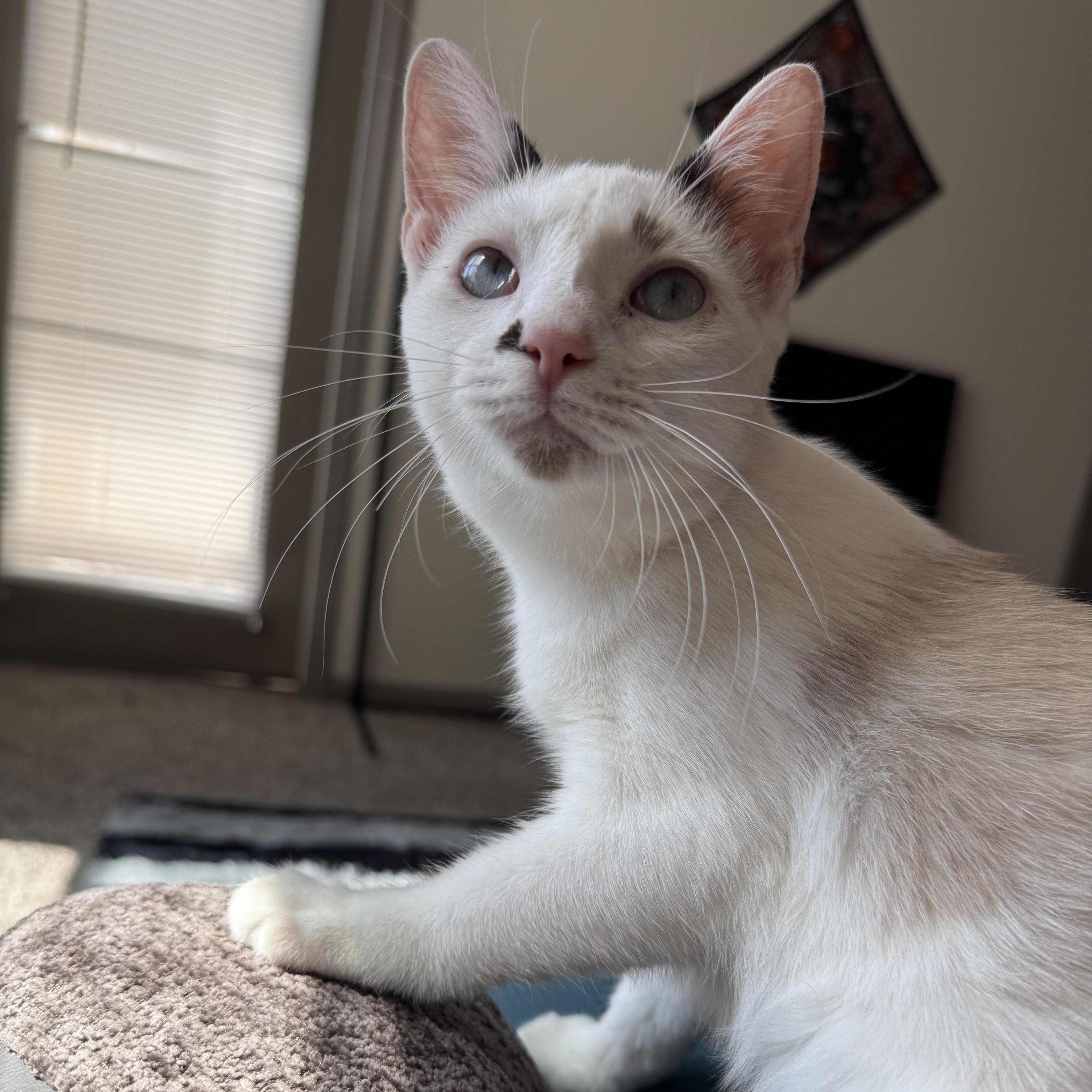 Enlarge Cronus, a Adoptable mixed breed in Jamaica Plain, MA image 2/5