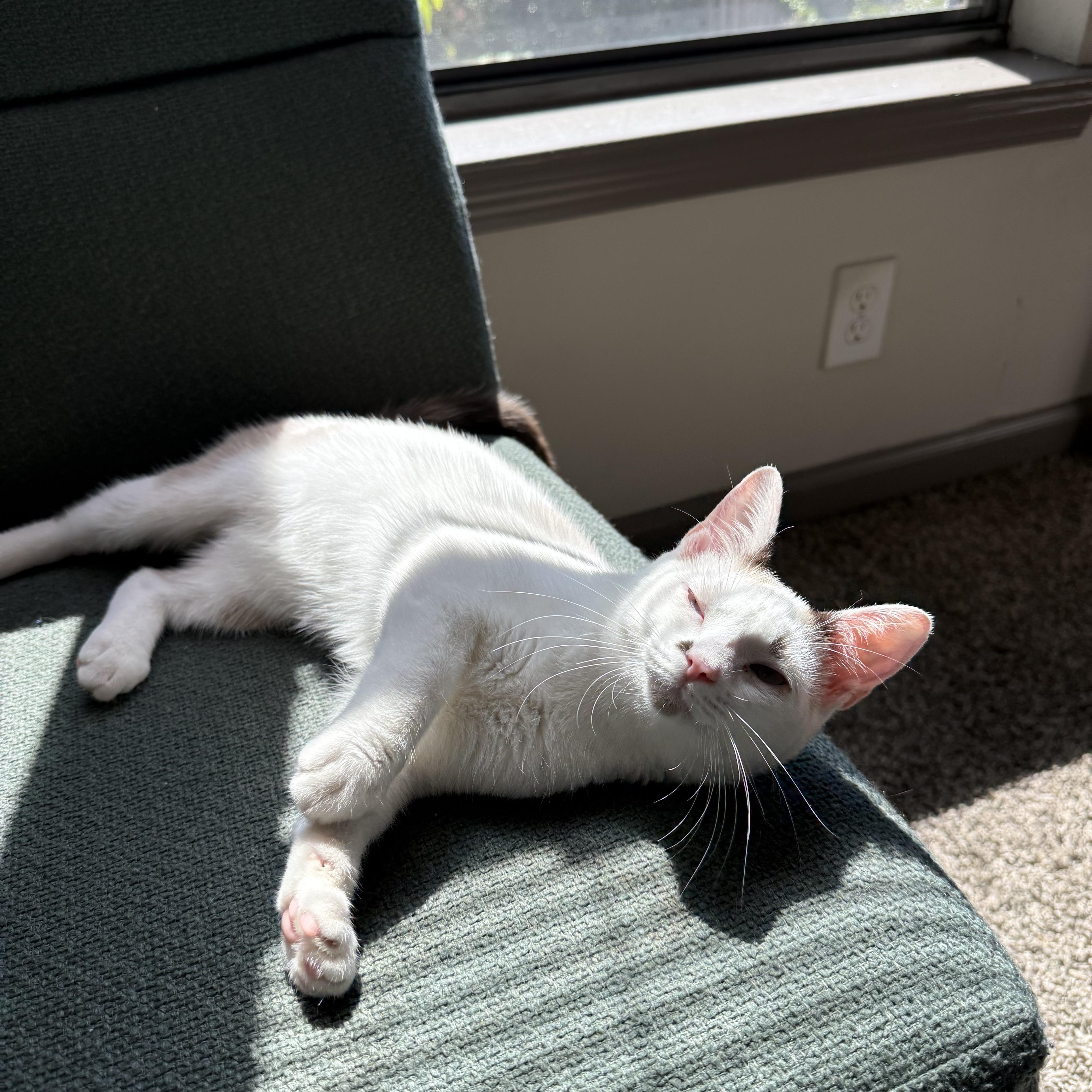 Enlarge Cronus, a Adoptable mixed breed in Jamaica Plain, MA image 4/5