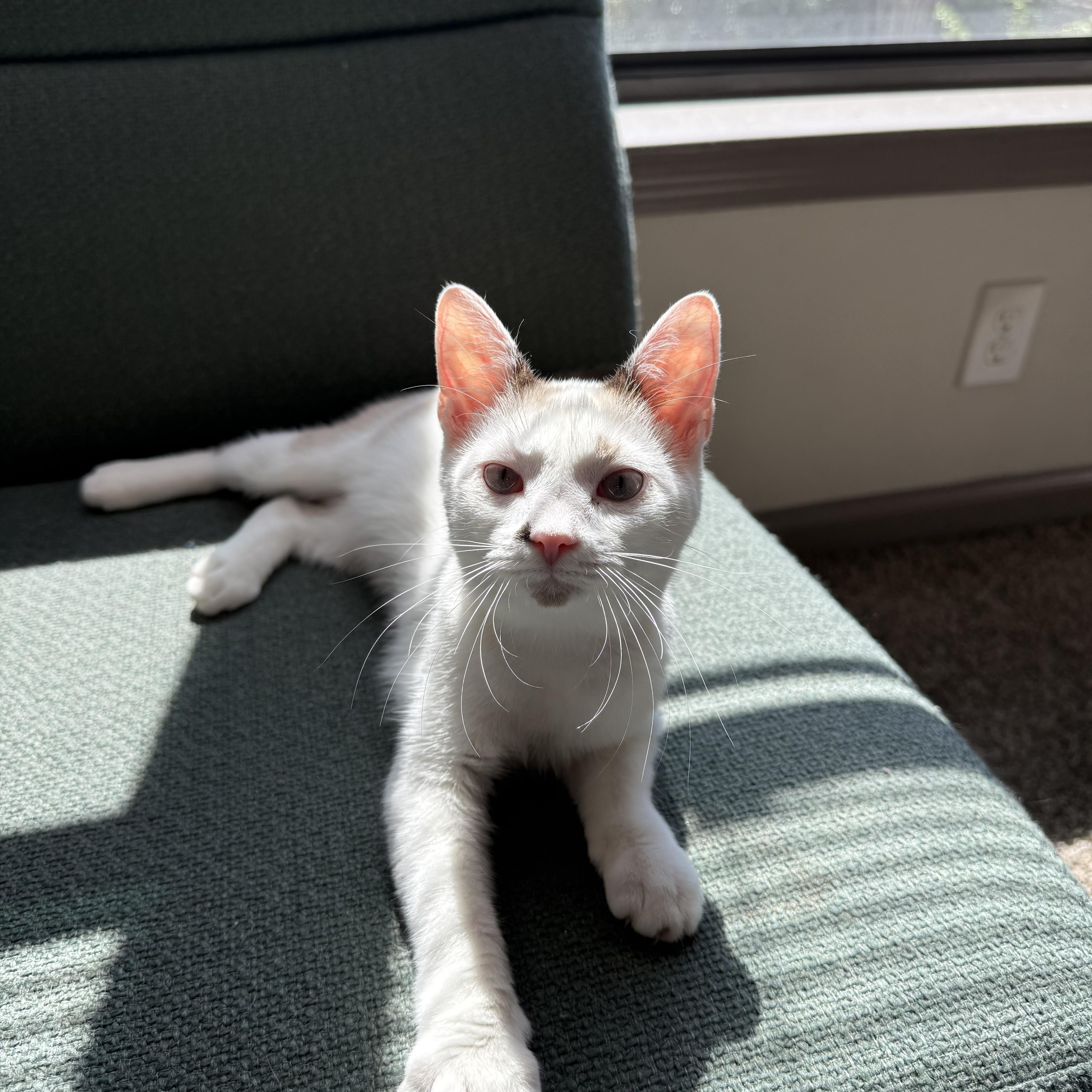 Enlarge Cronus, a Adoptable mixed breed in Jamaica Plain, MA image 5/5
