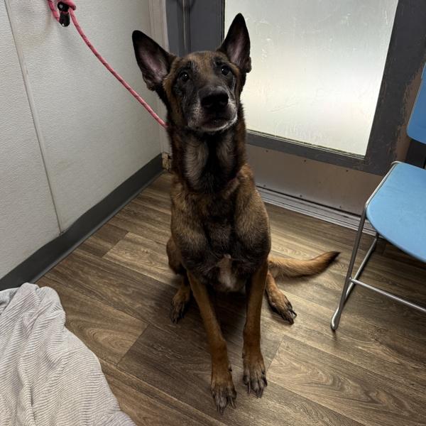 Enlarge Mike Jack, a Adoptable mixed breed in El Cajon, CA image 1/1
