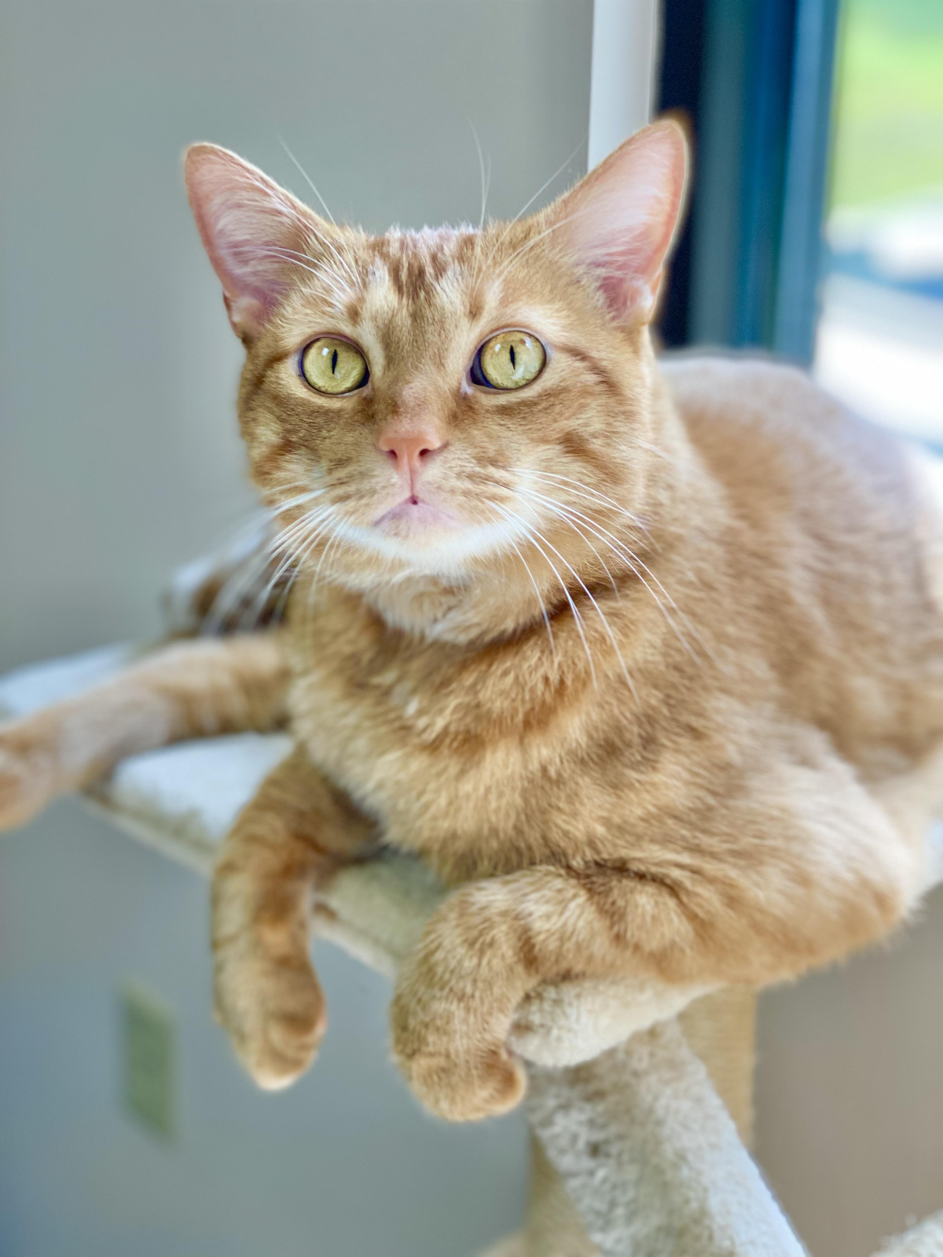 Sebastian, an adoptable Domestic Short Hair in Collierville, TN, 38017 | Photo Image 5