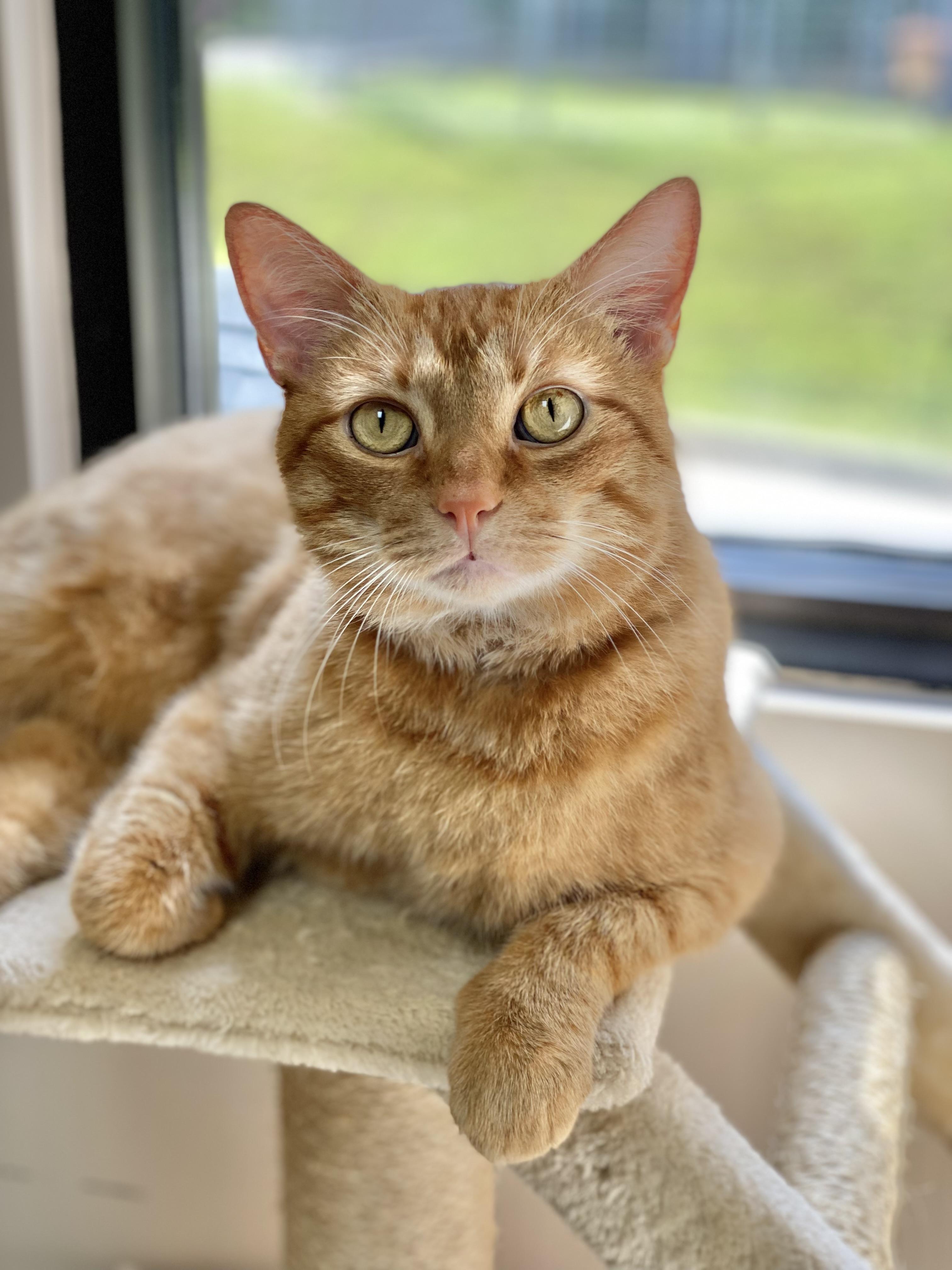 Sebastian, an adoptable Domestic Short Hair in Collierville, TN, 38017 | Photo Image 1