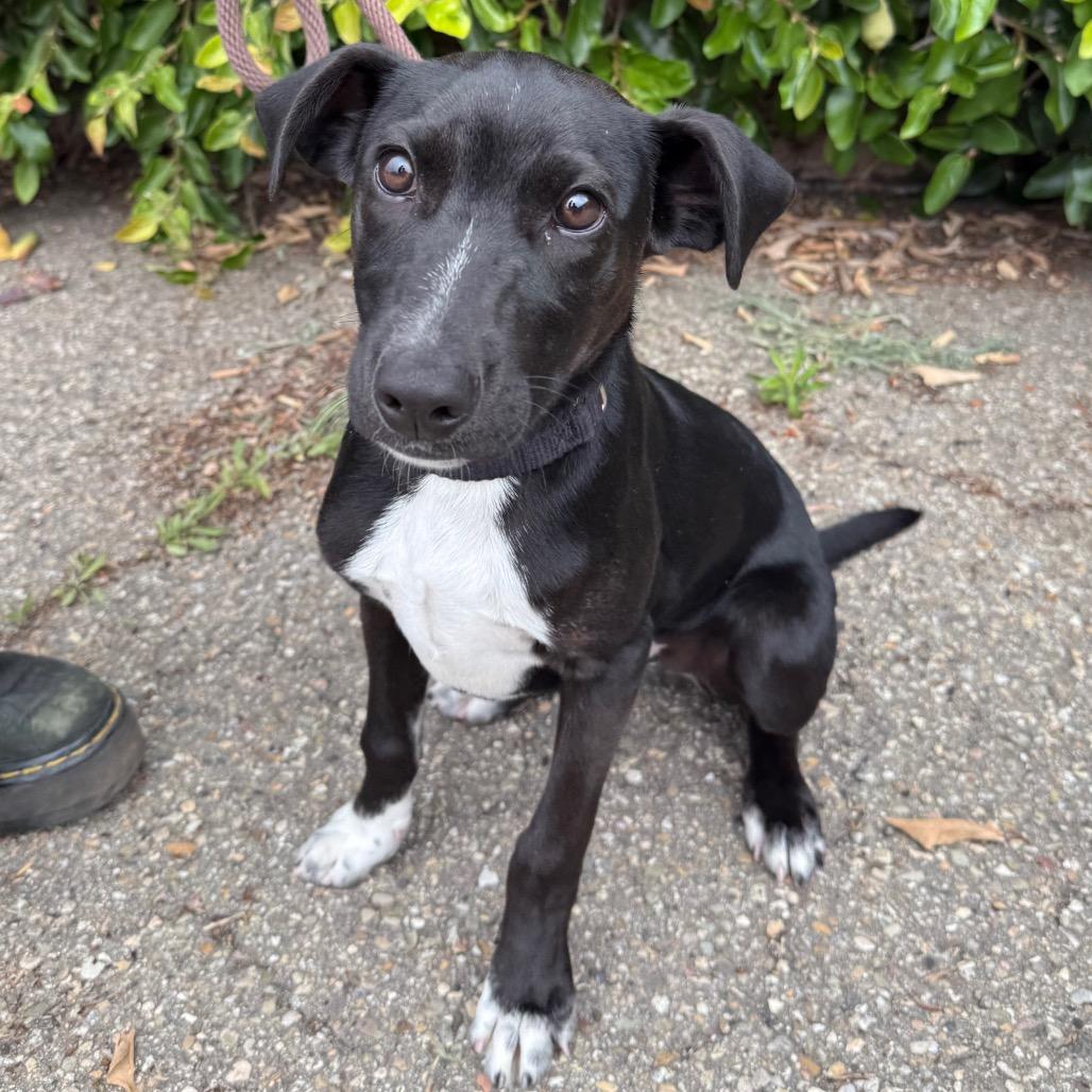 Mickey, a Adoptable mixed breed in Santa Barbara, CA image 2/5