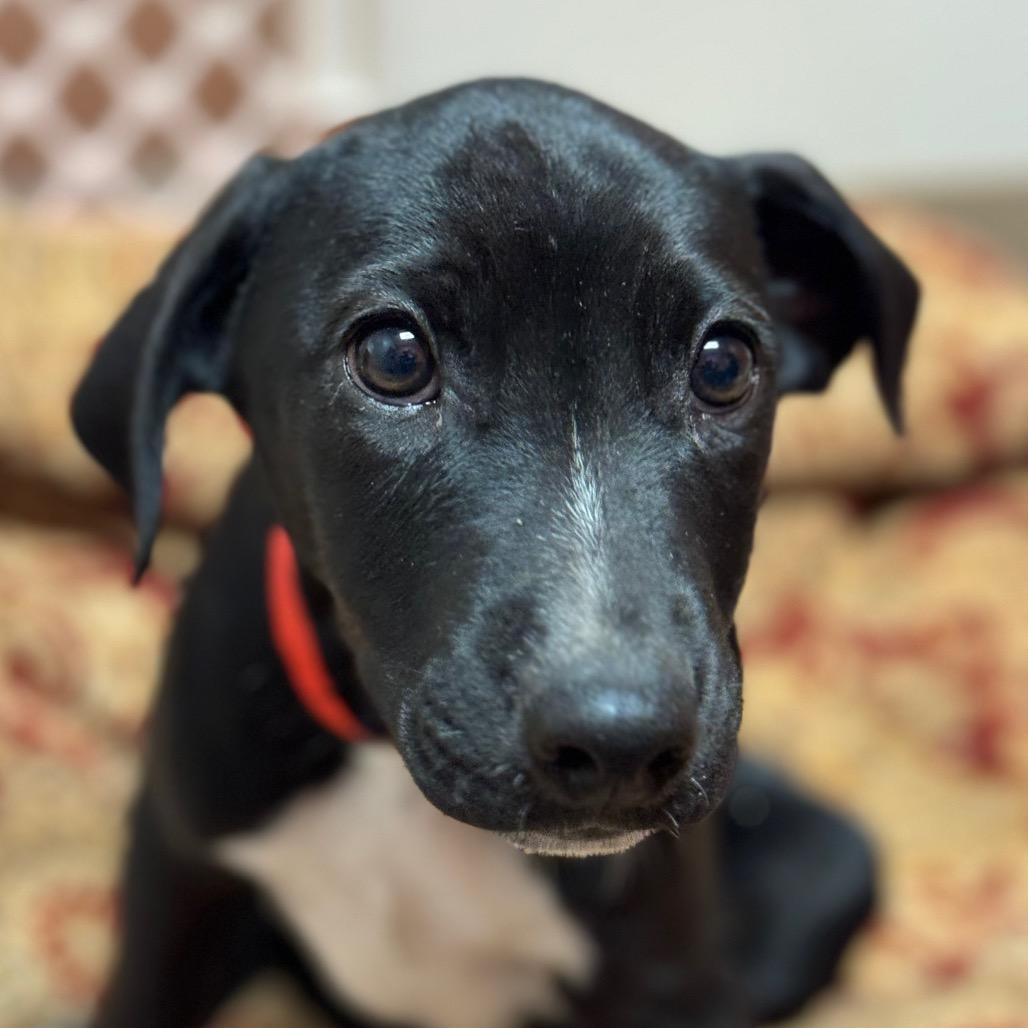 Mickey, a Adoptable mixed breed in Santa Barbara, CA image 3/5