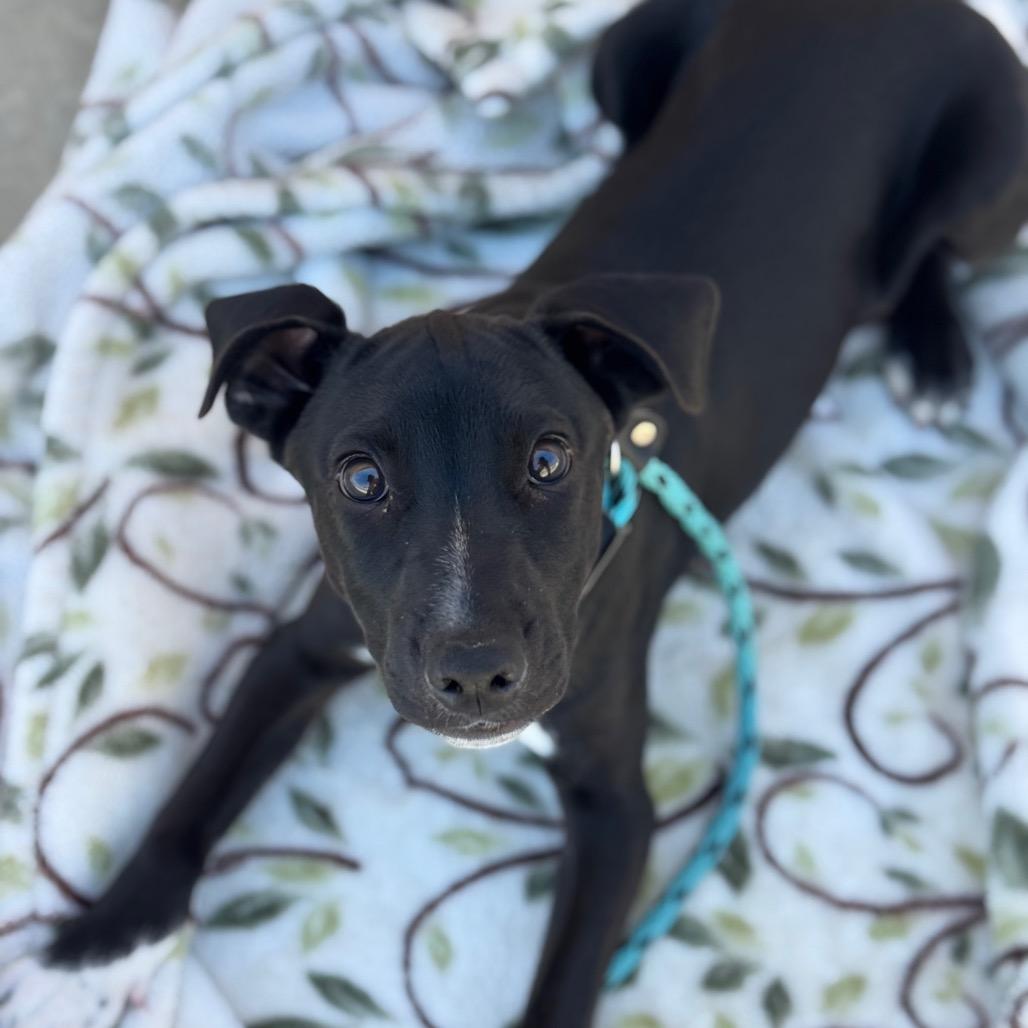 Puddles, Adoptable, Puppy Male Cattle Dog & Hound.