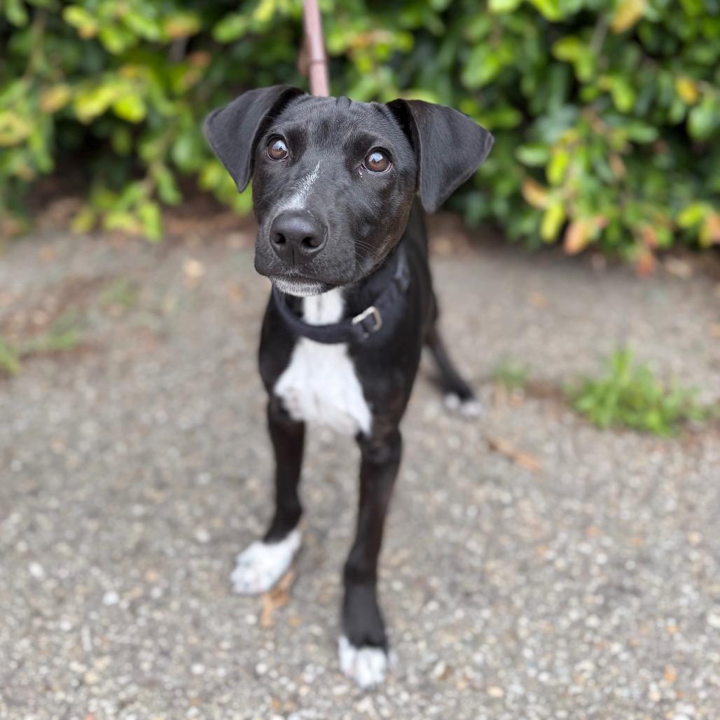 Mickey, a Adoptable mixed breed in Santa Barbara, CA image 4/5