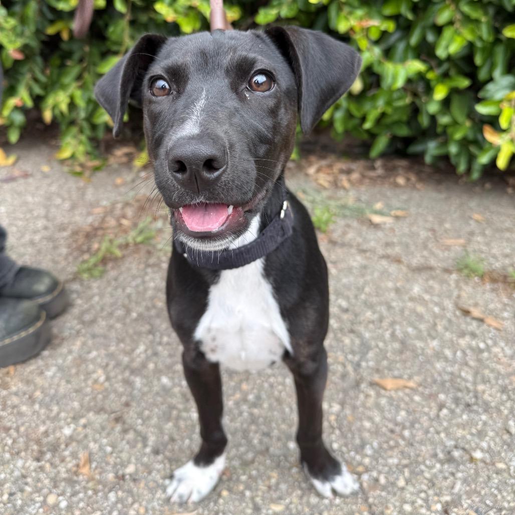 Mickey, a Adoptable mixed breed in Santa Barbara, CA image 5/5