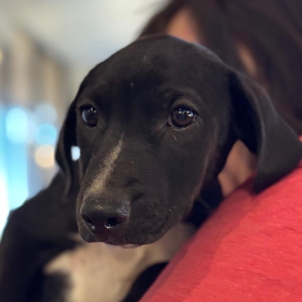 Puddles, a Adoptable mixed breed in Santa Barbara, CA image 3/6