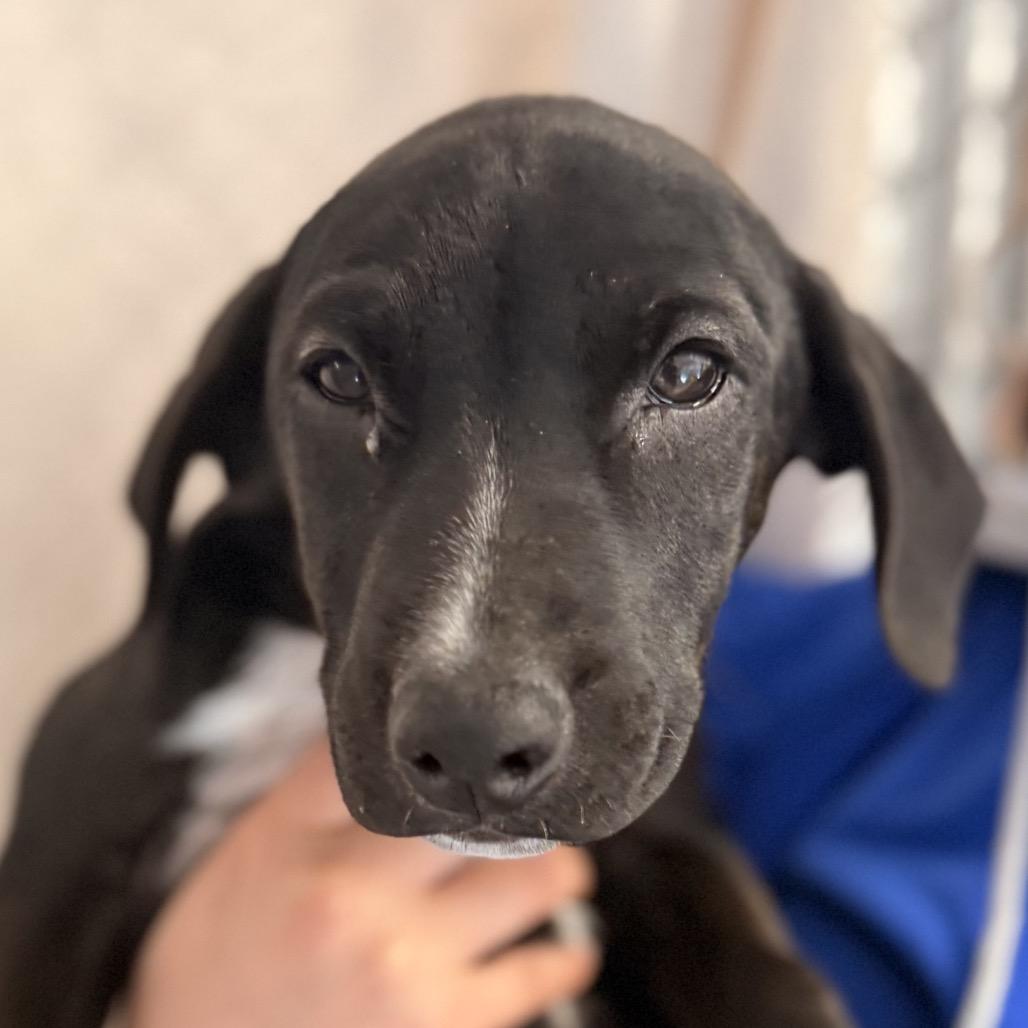 Puddles, a Adoptable mixed breed in Santa Barbara, CA image 4/6