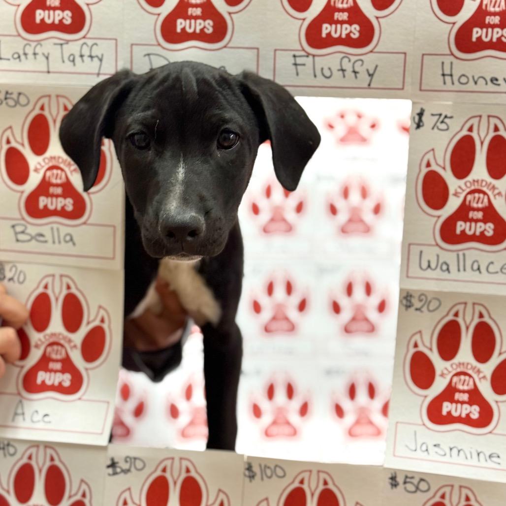 Puddles, a Adoptable mixed breed in Santa Barbara, CA image 5/6