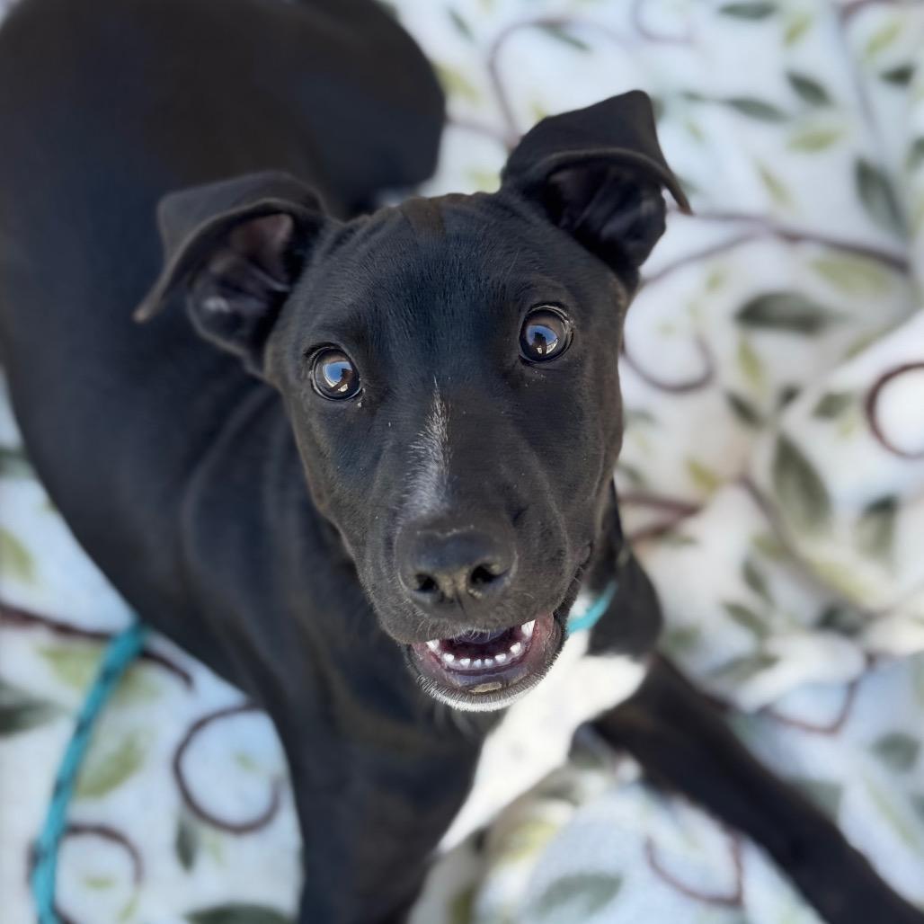Puddles, a Adoptable mixed breed in Santa Barbara, CA image 6/6
