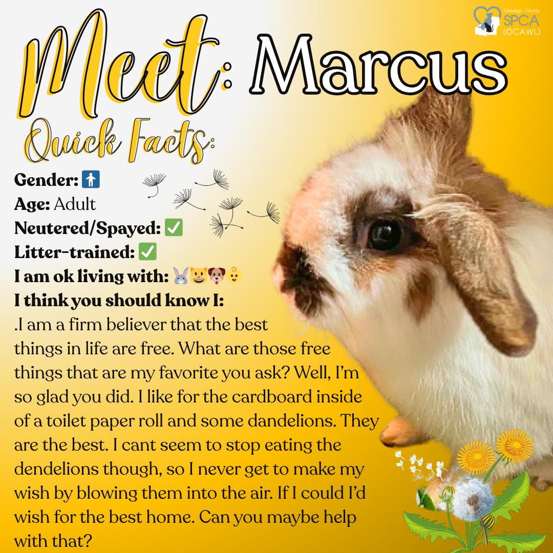 Marcus, ADOPTABLE, Adult Male Lionhead.