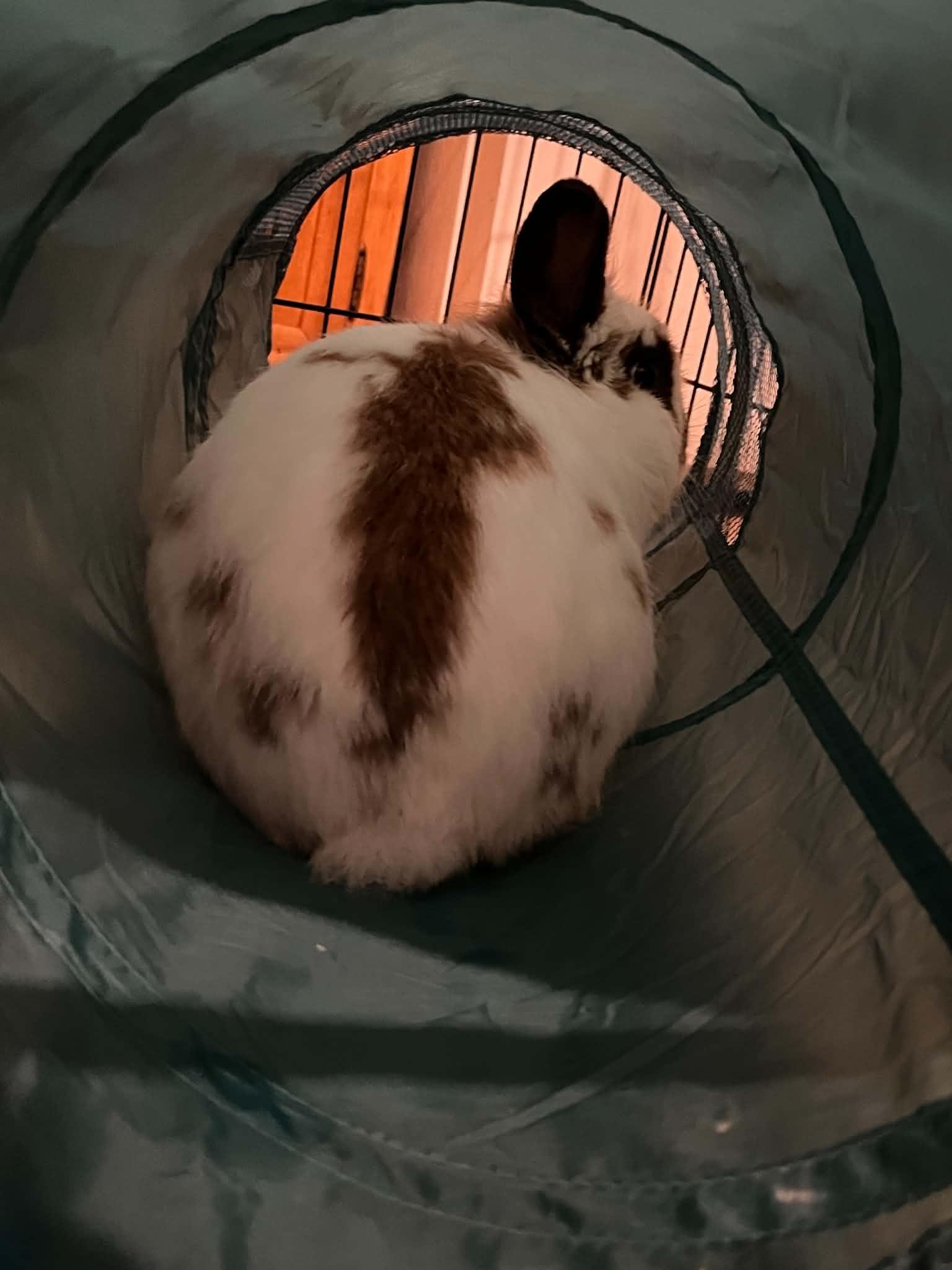 Enlarge Marcus, a ADOPTABLE Lionhead in Fulton, NY image 2/6