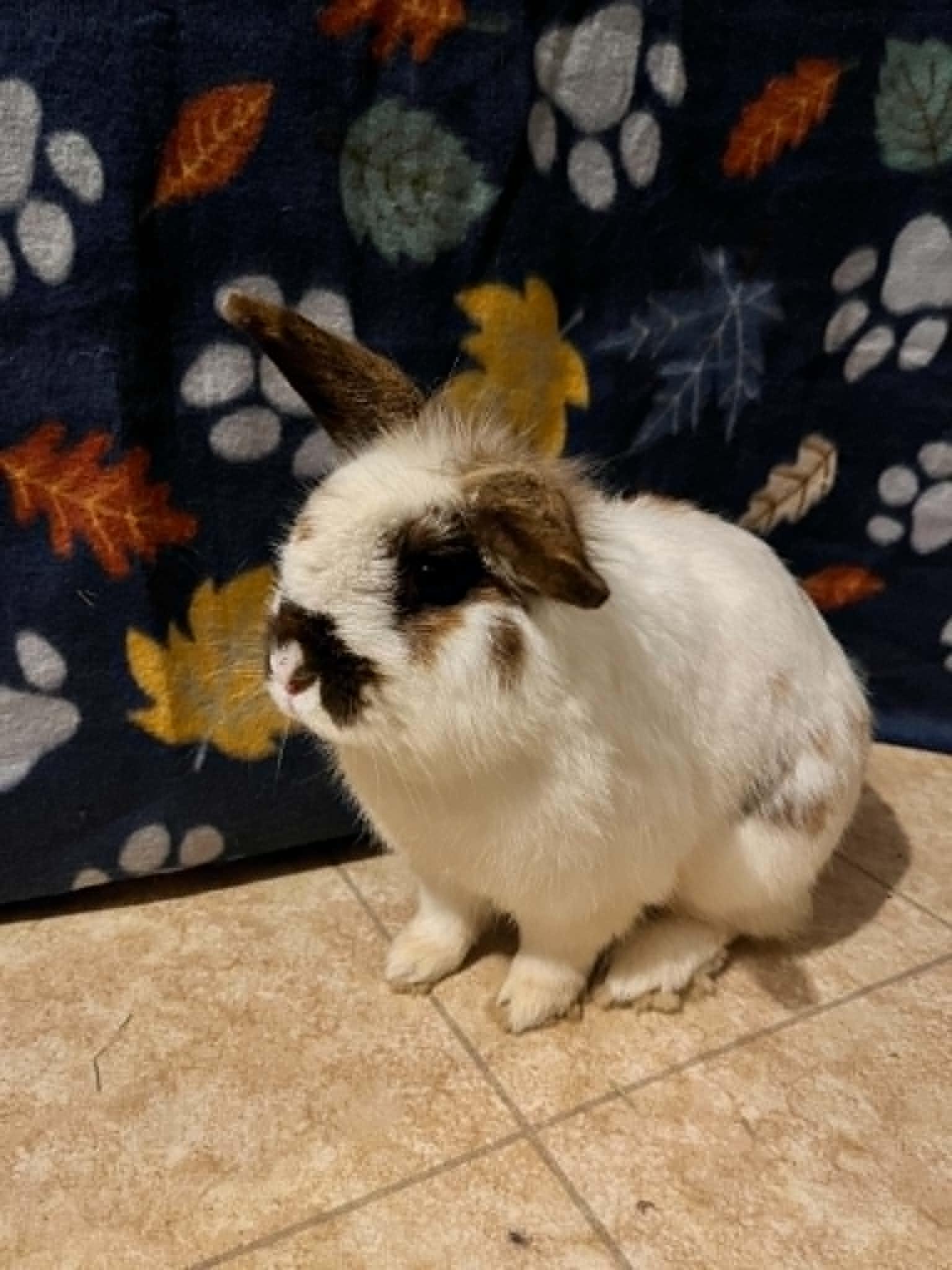Enlarge Marcus, a ADOPTABLE Lionhead in Fulton, NY image 5/6