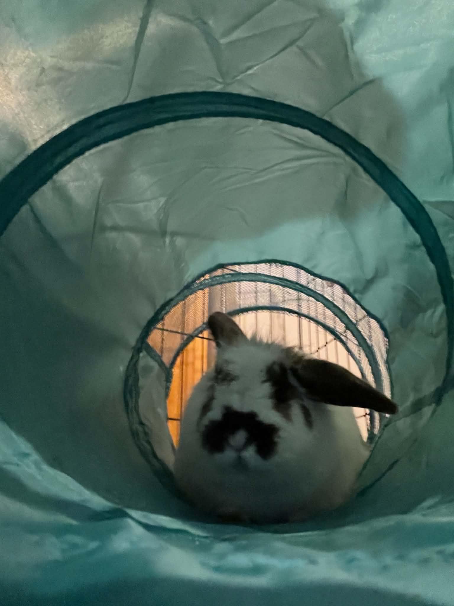 Enlarge Marcus, a ADOPTABLE Lionhead in Fulton, NY image 4/6