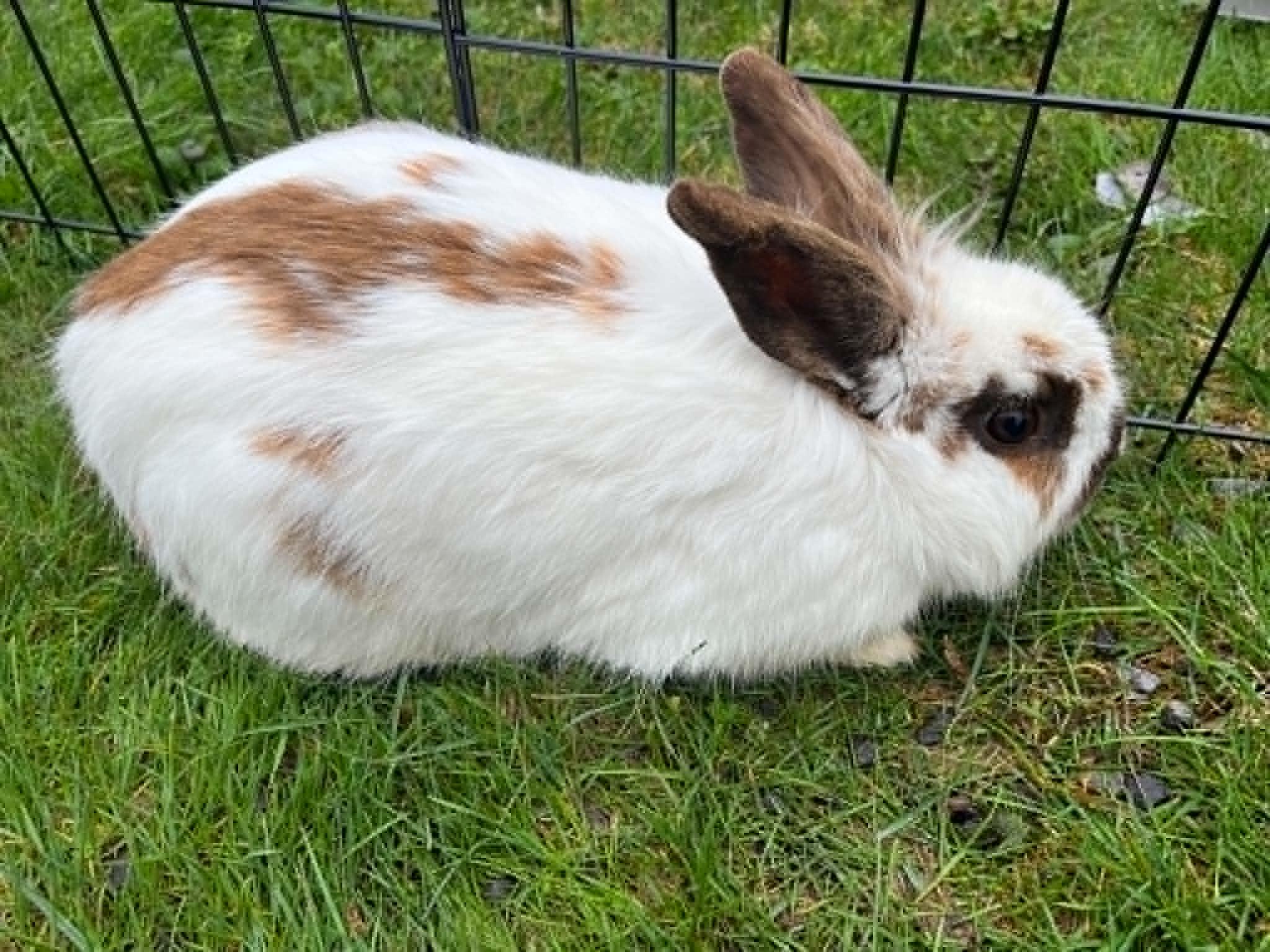 Enlarge Marcus, a ADOPTABLE Lionhead in Fulton, NY image 3/6