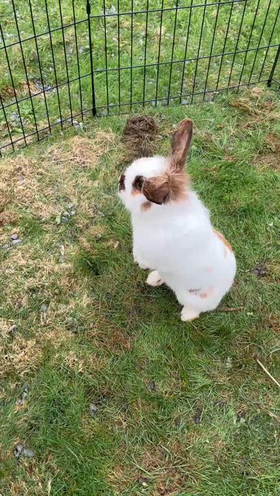 Enlarge Marcus, a ADOPTABLE Lionhead in Fulton, NY video 6/6