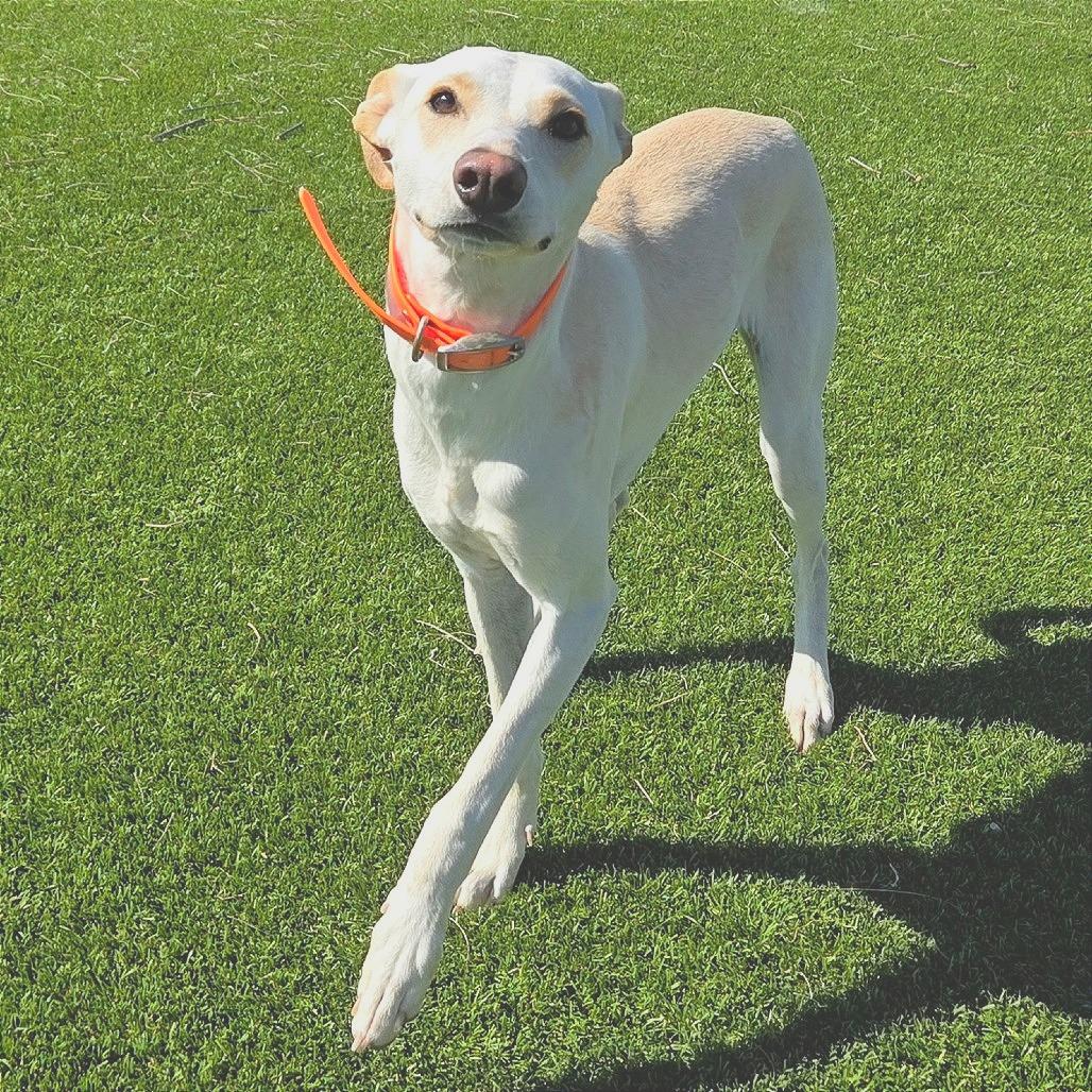 Rosie, Adoptable, Young Female Chihuahua & Italian Greyhound.