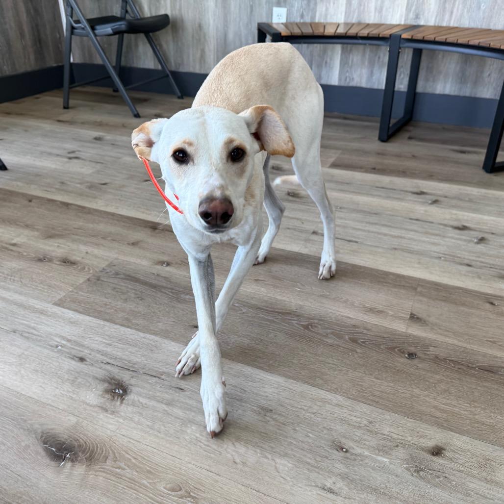 Enlarge Rosie, a Adoptable mixed breed in Idaho Falls, ID image 3/6