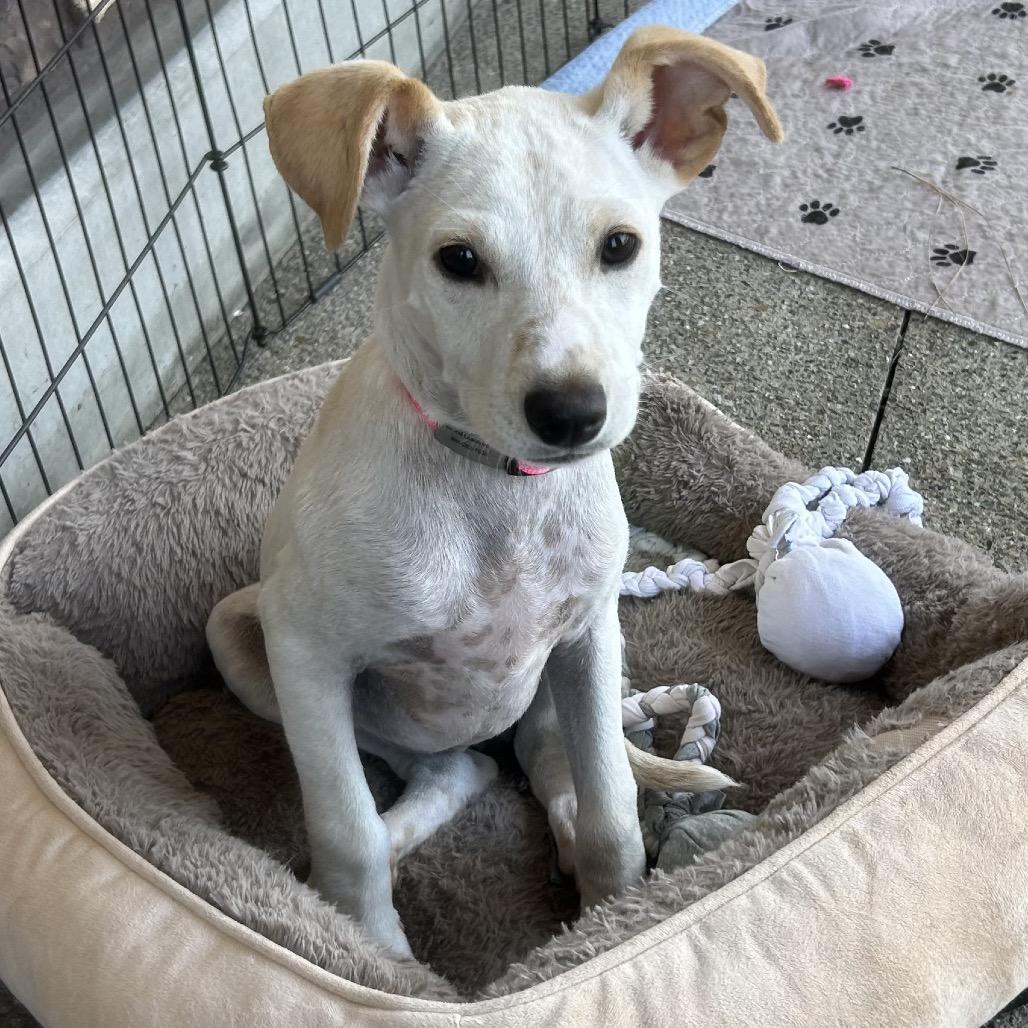 Enlarge Rosie, a Adoptable mixed breed in Idaho Falls, ID image 6/6
