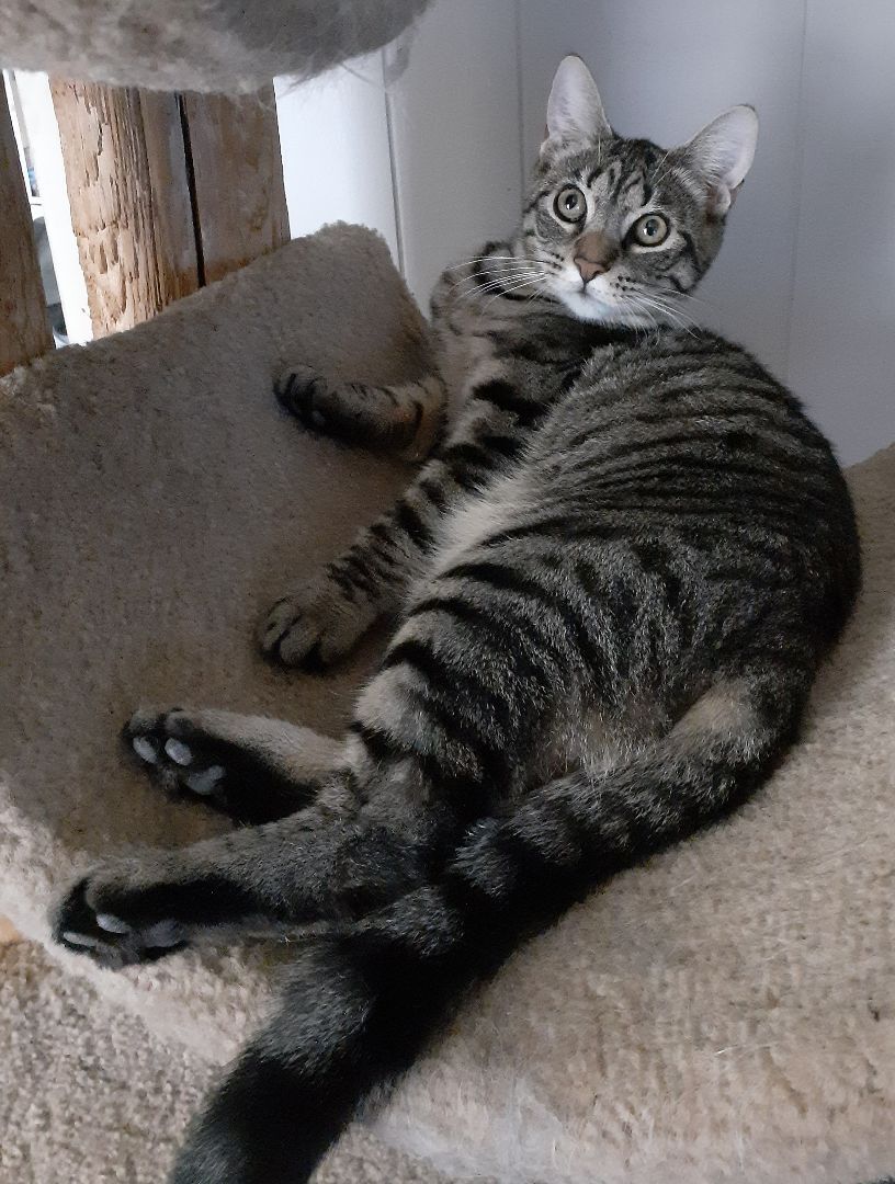 Pistachio, a Adopted Domestic Short Hair in Nanticoke, PA image 1/5