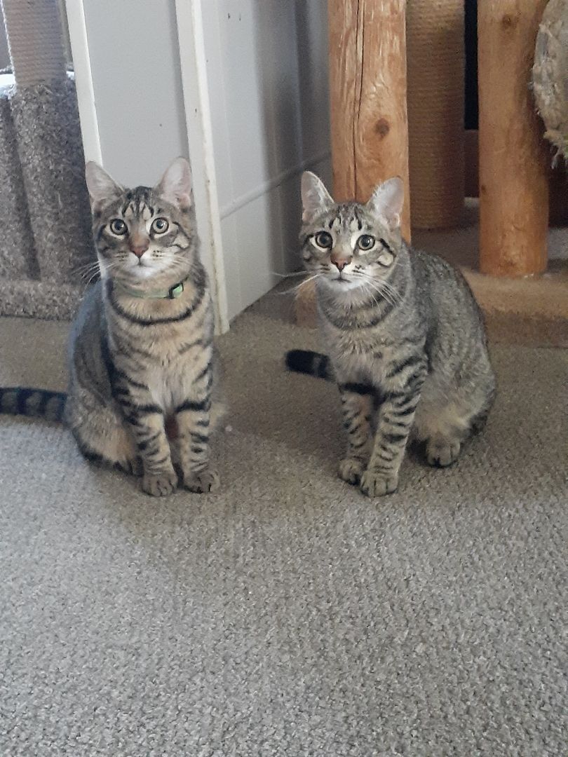 Pistachio, a Adopted Domestic Short Hair in Nanticoke, PA image 2/5