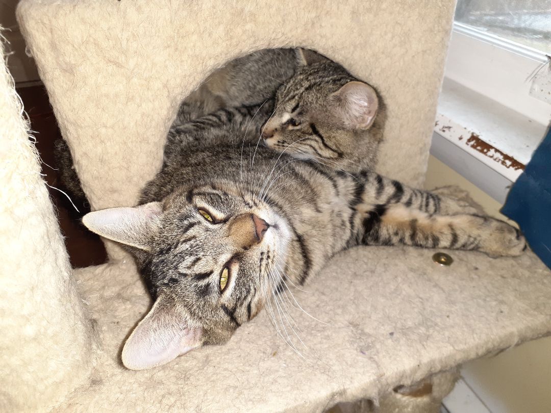 Pistachio, a Adopted Domestic Short Hair in Nanticoke, PA image 3/5