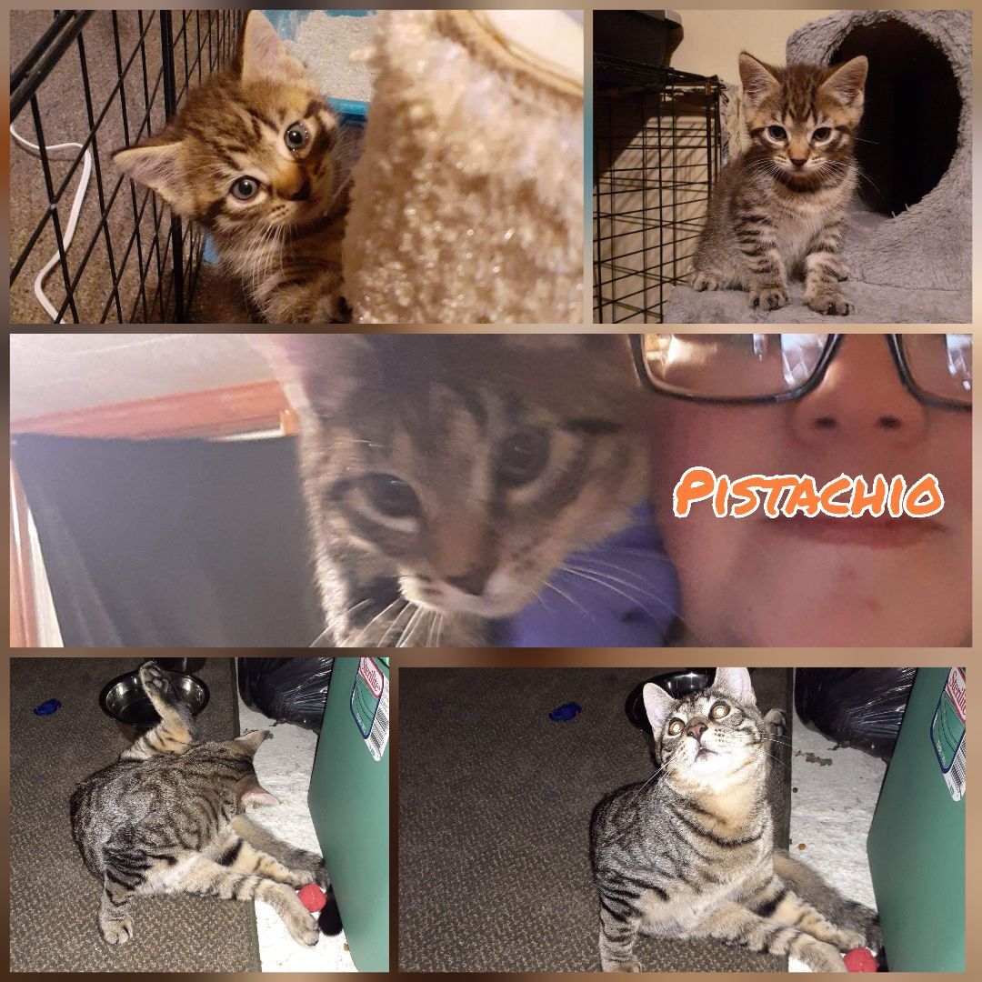 Pistachio, a Adopted Domestic Short Hair in Nanticoke, PA image 4/5