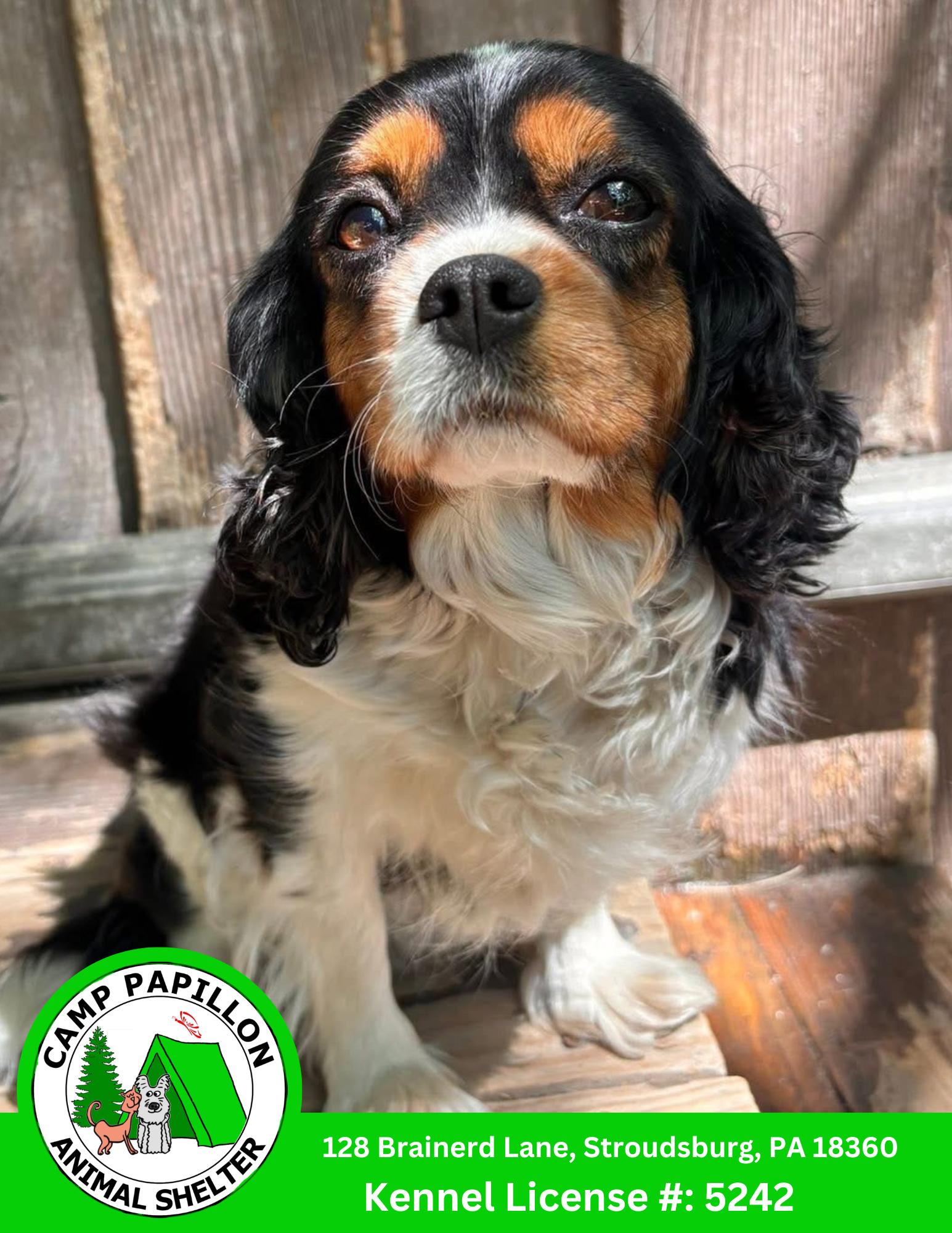 Enlarge Sofia, a Adopted Cavalier King Charles Spaniel in Stroudsburg, PA image 1/1