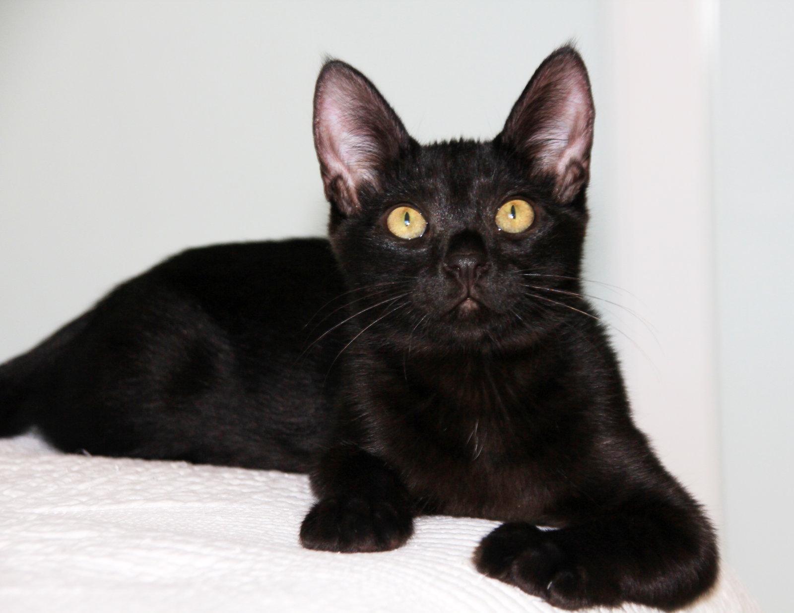 Enlarge Poppy, a Adoptable Domestic Short Hair in Alameda, CA image 1/3