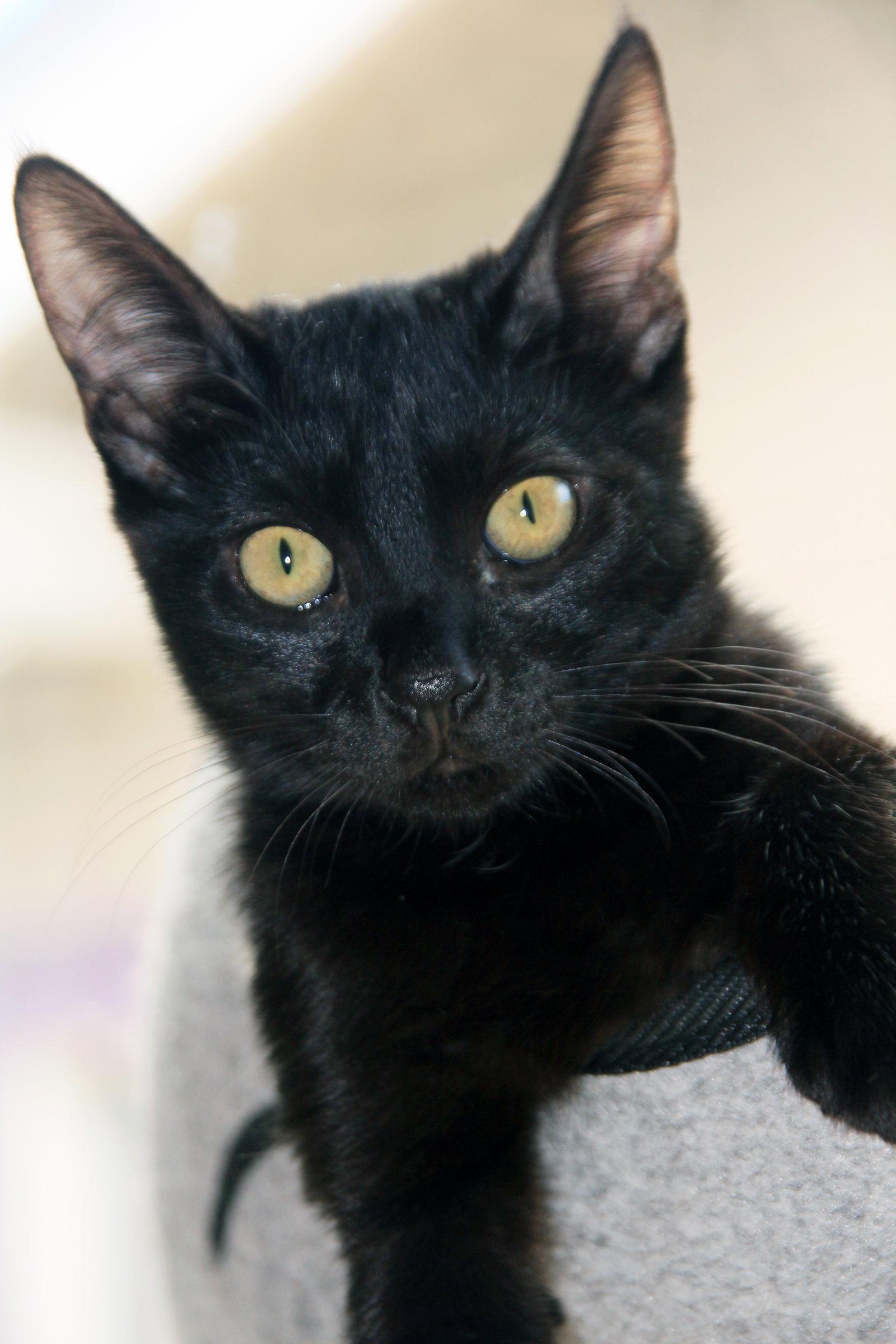 Enlarge Poppy, a Adoptable Domestic Short Hair in Alameda, CA image 2/3