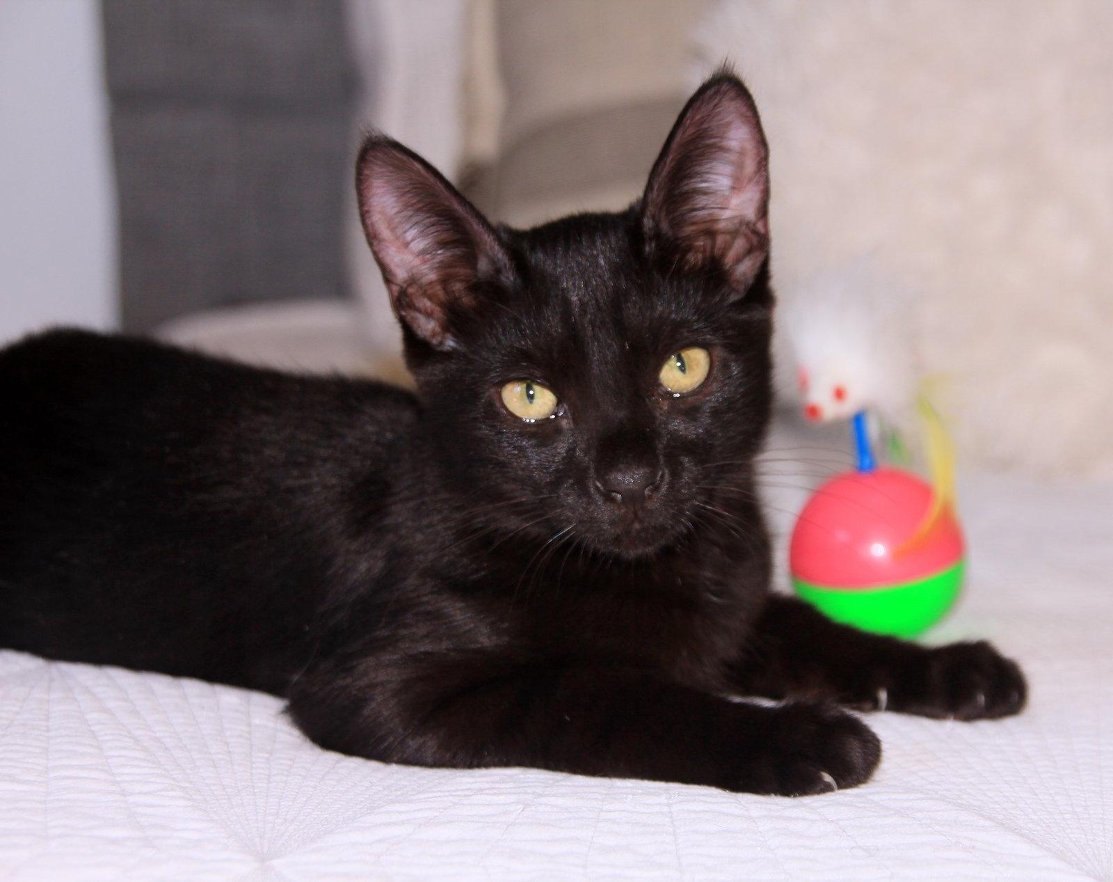 Enlarge Poppy, a Adoptable Domestic Short Hair in Alameda, CA image 3/3