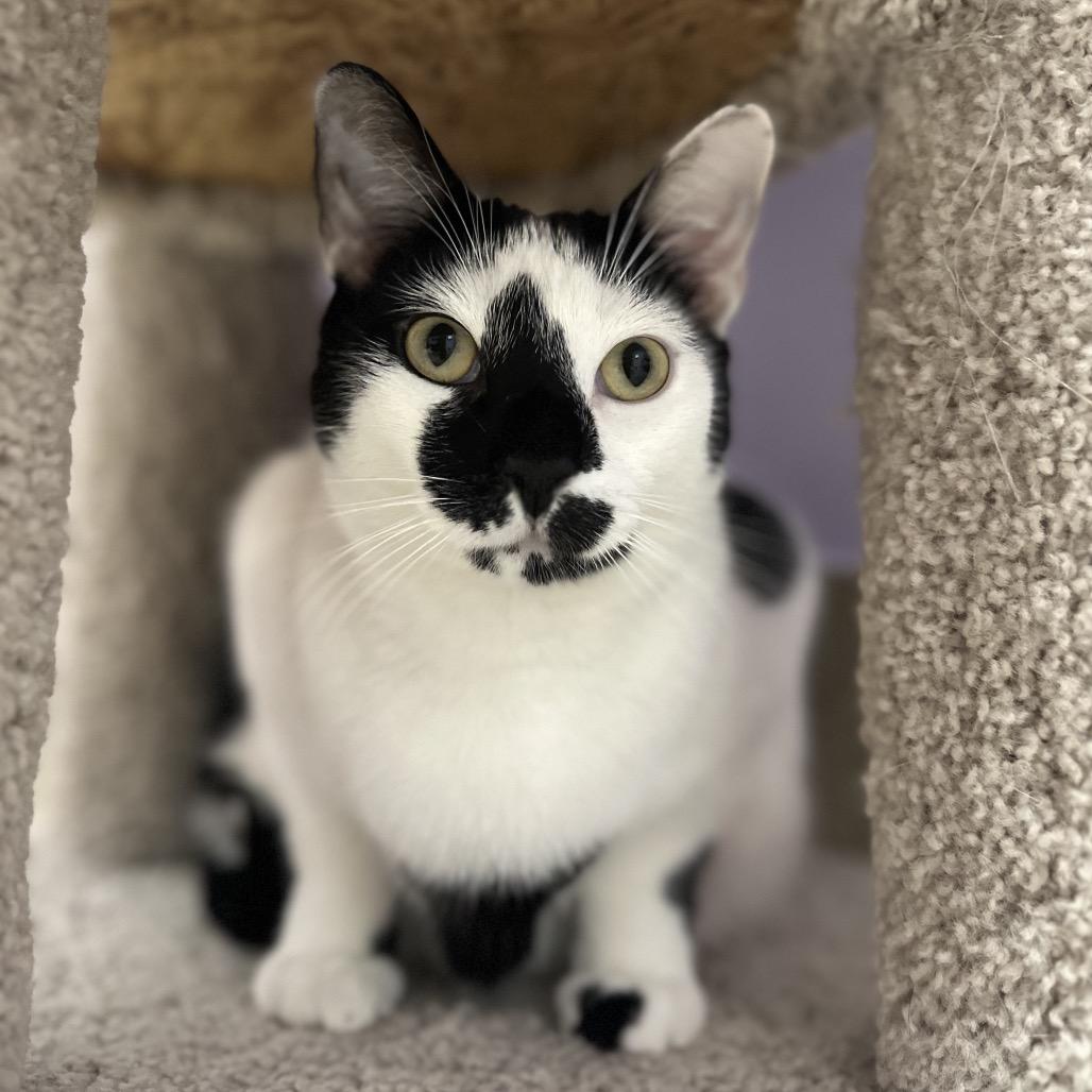 Louie, Adoptable, Adult Male Domestic Short Hair.