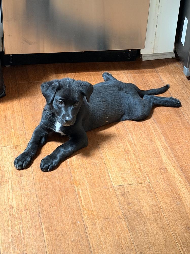 Gator, Adoptable, Puppy Male Rottweiler & German Shepherd Dog.