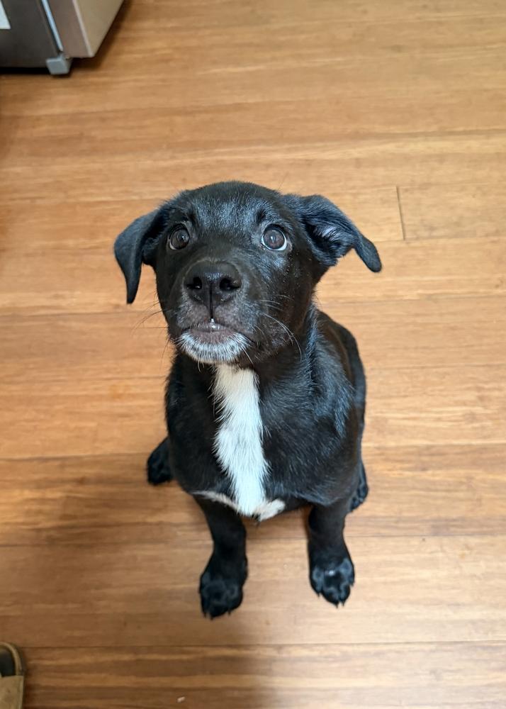 Enlarge Gator, a Adoptable mixed breed in Wake Forest, NC image 2/6