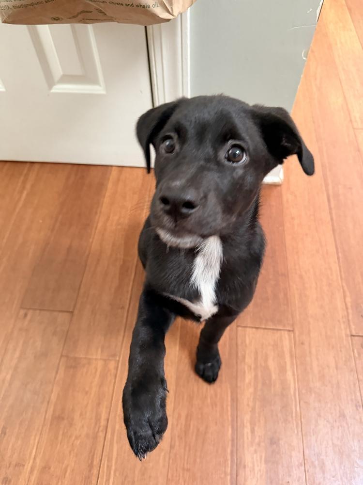 Enlarge Gator, a Adoptable mixed breed in Wake Forest, NC image 3/6