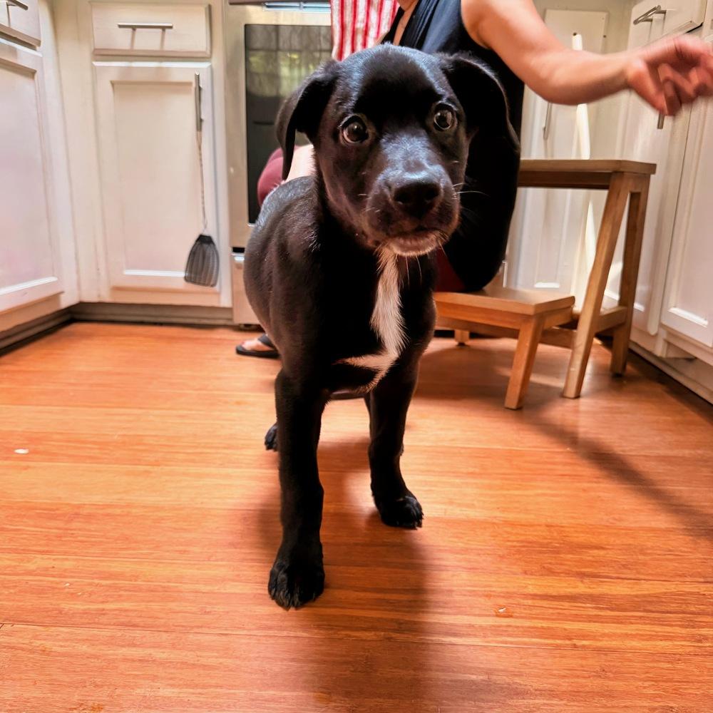 Enlarge Gator, a Adoptable mixed breed in Wake Forest, NC image 5/6