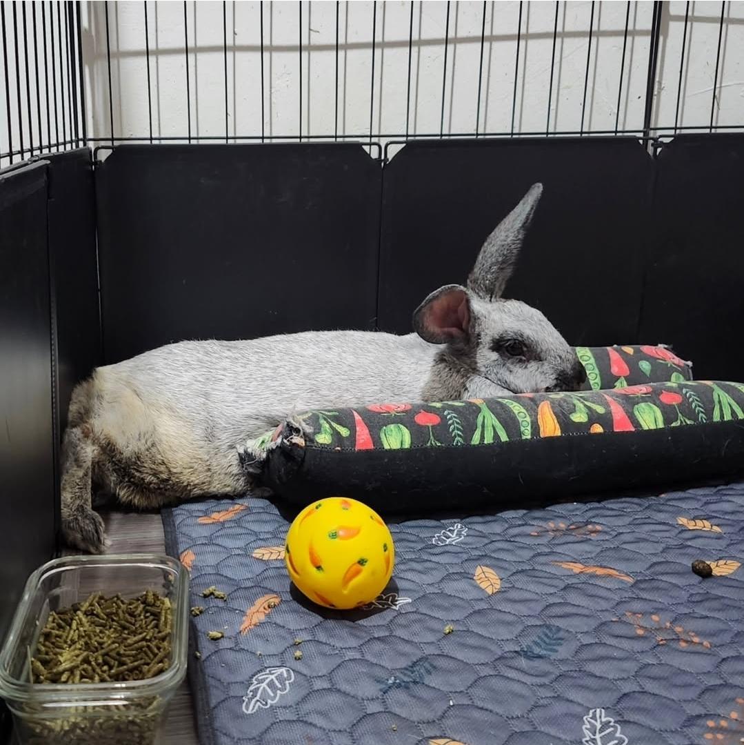 Enlarge Argentina (Hospice Foster Needed), a ADOPTABLE Chinchilla in West Chester, OH image 4/4