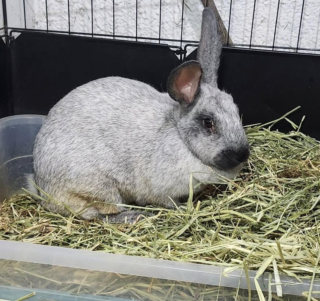 Enlarge Argentina (Hospice Foster Needed), a ADOPTABLE Chinchilla in West Chester, OH image 3/4