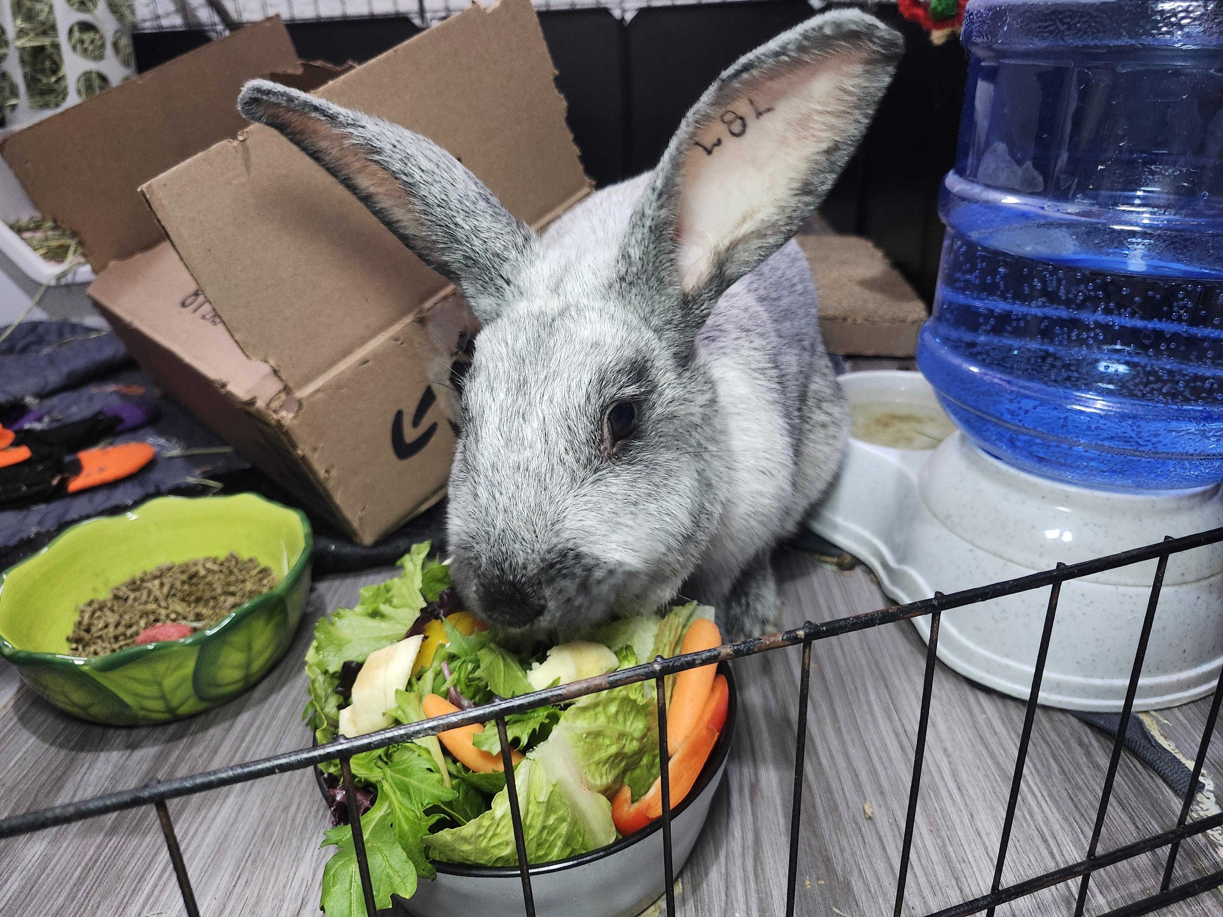 Enlarge Argentina (Hospice Foster Needed), a ADOPTABLE Chinchilla in West Chester, OH image 1/4