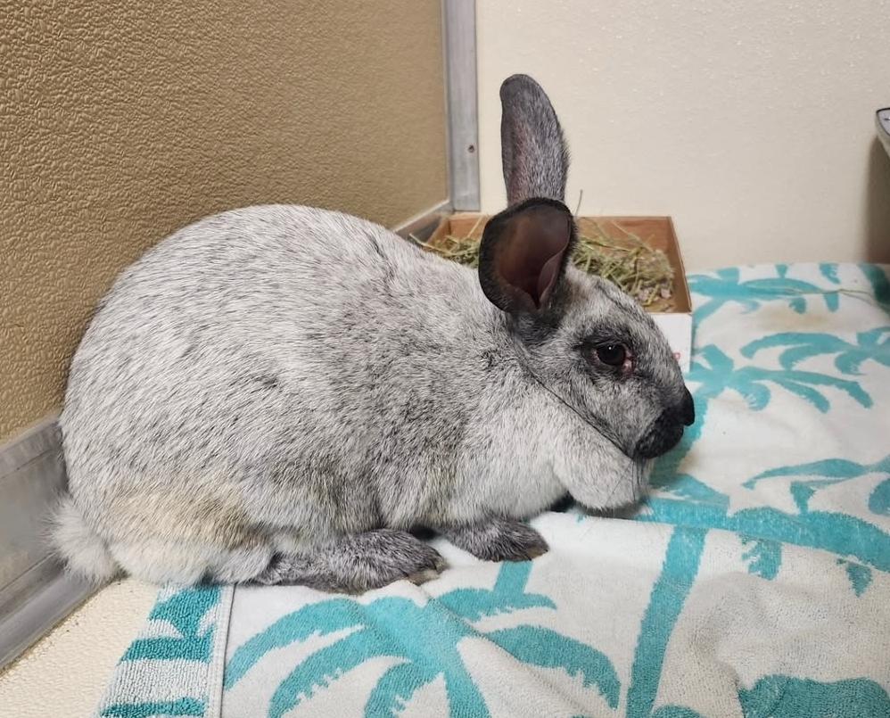 Enlarge Argentina (Hospice Foster Needed), a ADOPTABLE Chinchilla in West Chester, OH image 2/4