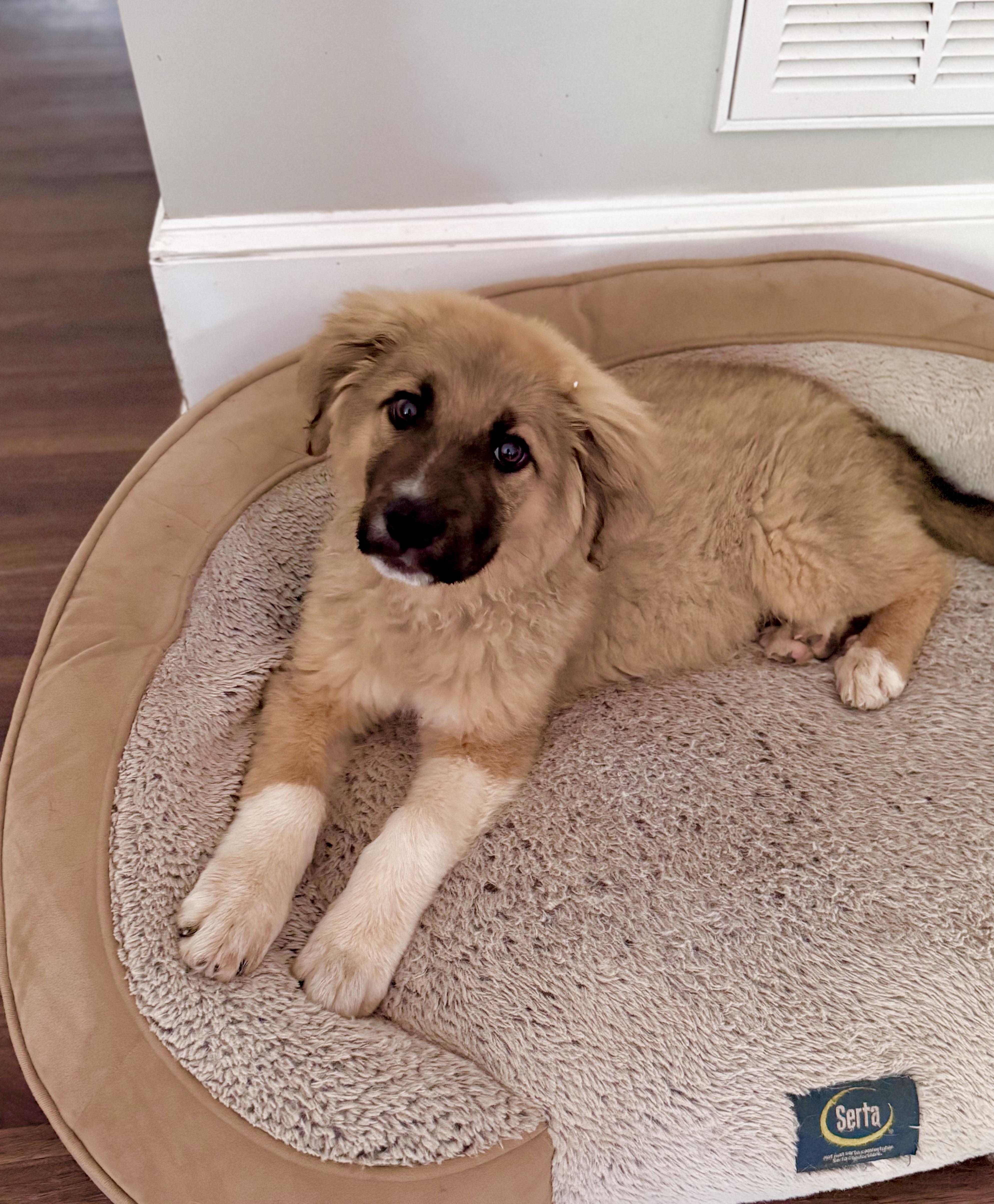 Enlarge Chloe, a Adopted mixed breed in Monroe, NC image 3/5