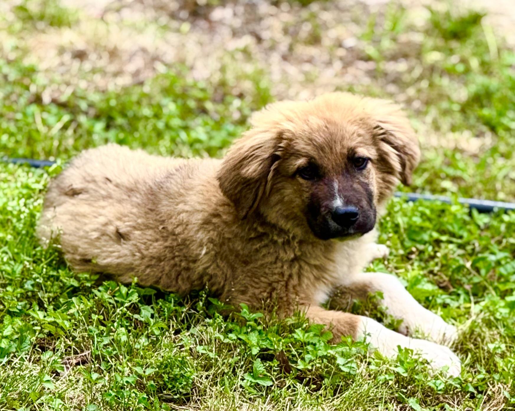 Enlarge Chloe, a Adopted mixed breed in Monroe, NC image 4/5