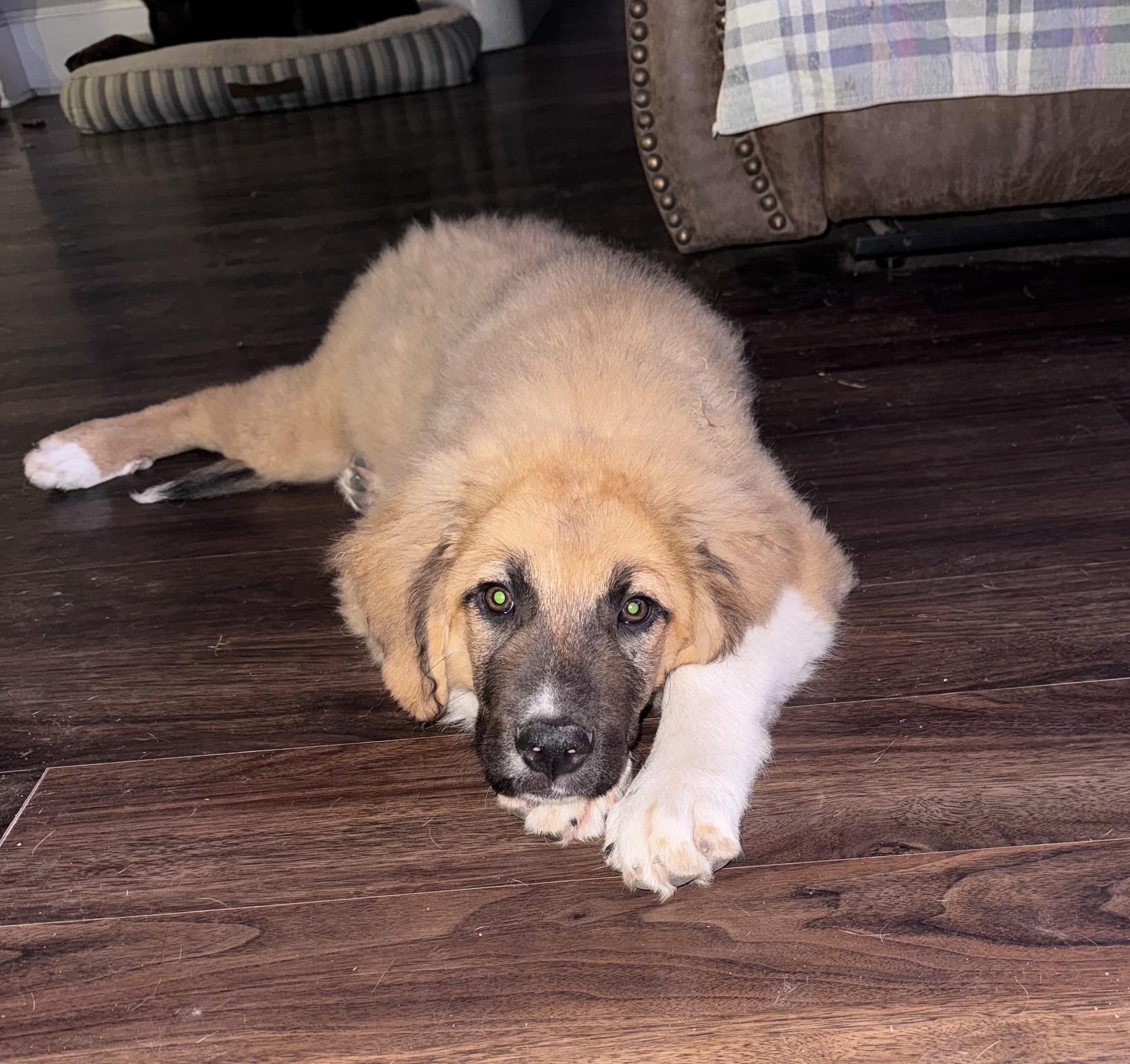 Enlarge Chloe, a Adopted mixed breed in Monroe, NC image 2/5