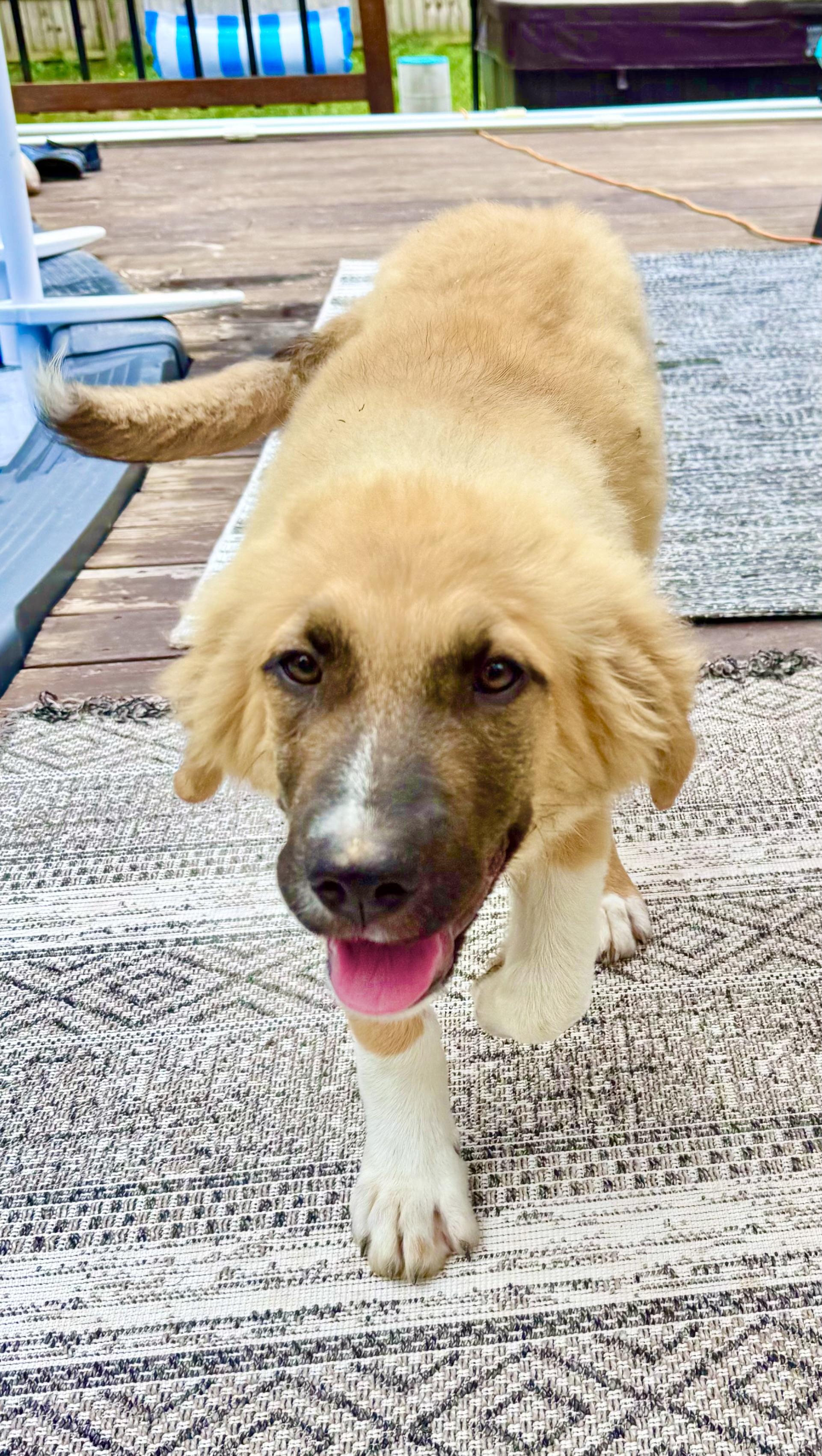 Chloe, Adopted, Young Female Great Pyrenees.