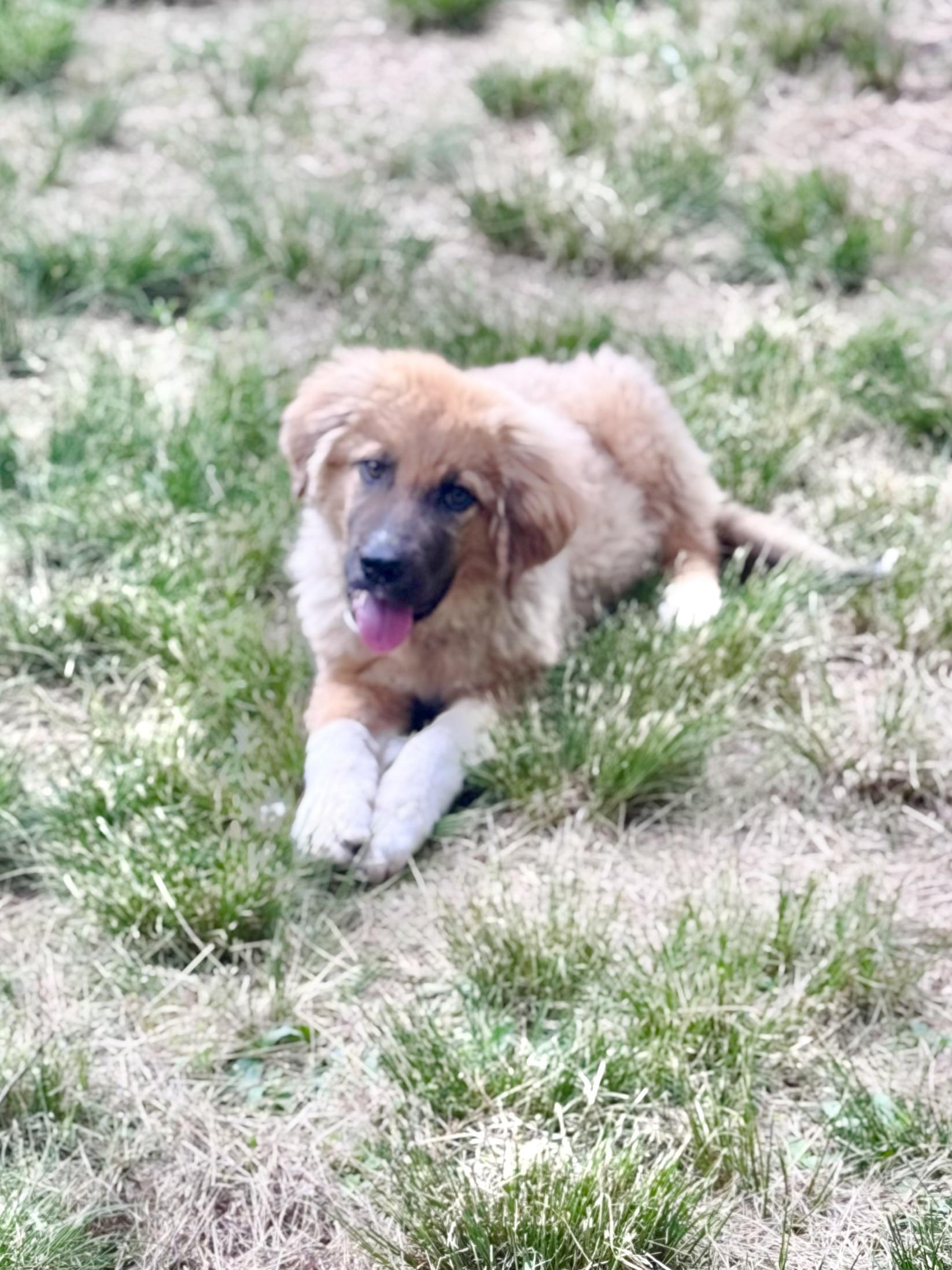 Enlarge Chloe, a Adopted mixed breed in Monroe, NC image 5/5