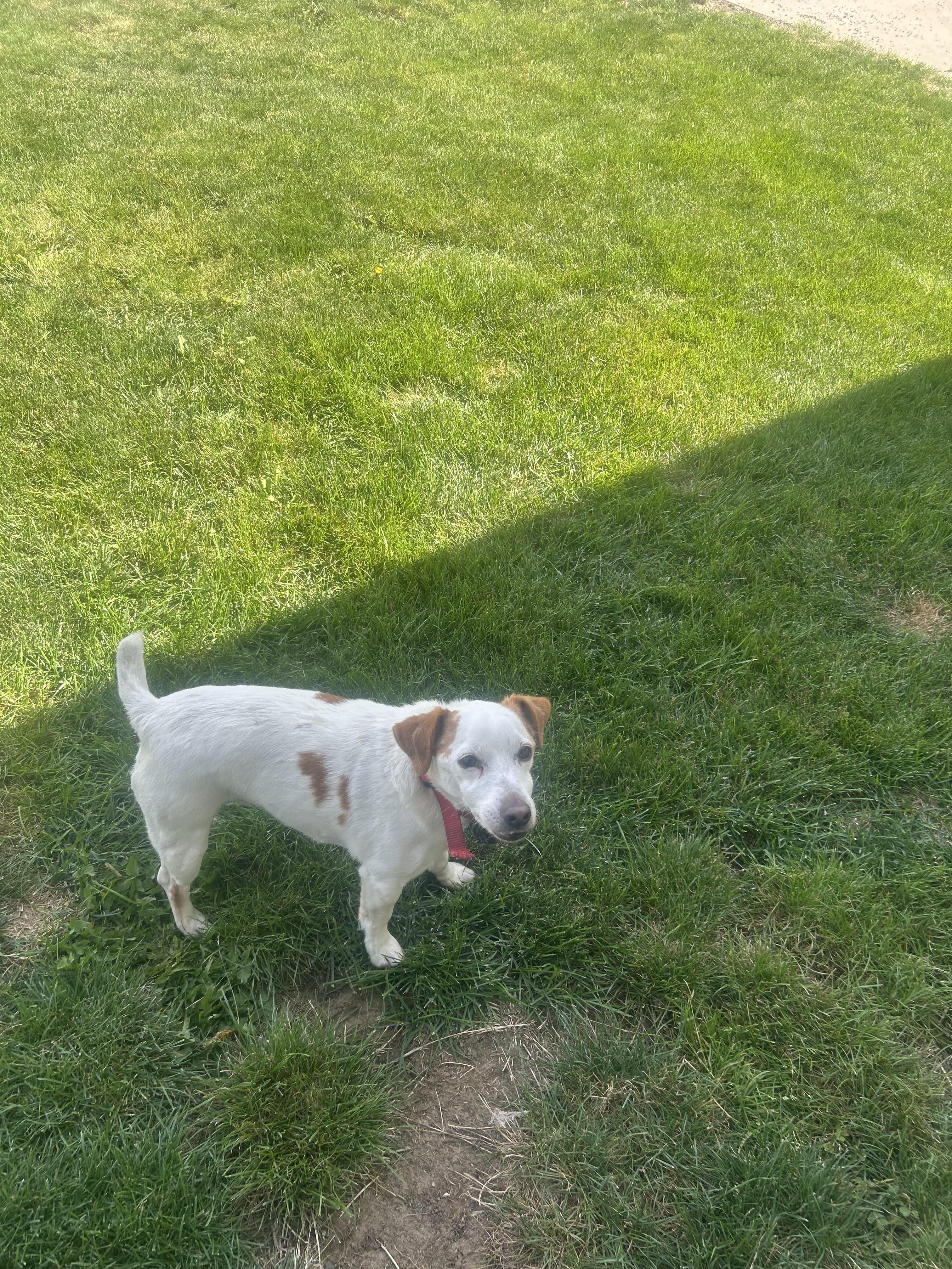 Enlarge Jack (COURTESTY POST), a Adoptable Jack Russell Terrier in Lewiston, ID image 3/3