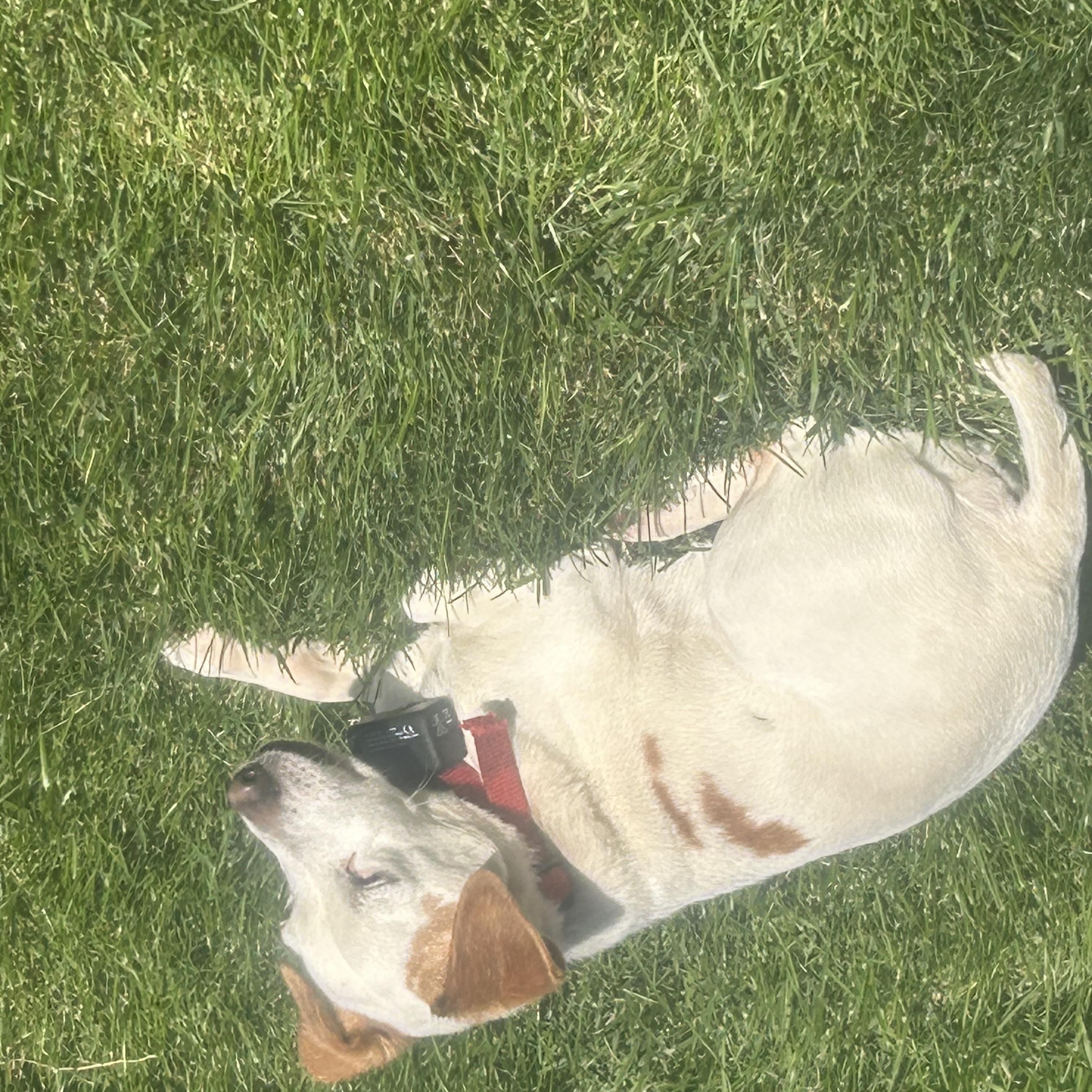 Jack (COURTESTY POST), Adoptable, Senior Male Jack Russell Terrier.