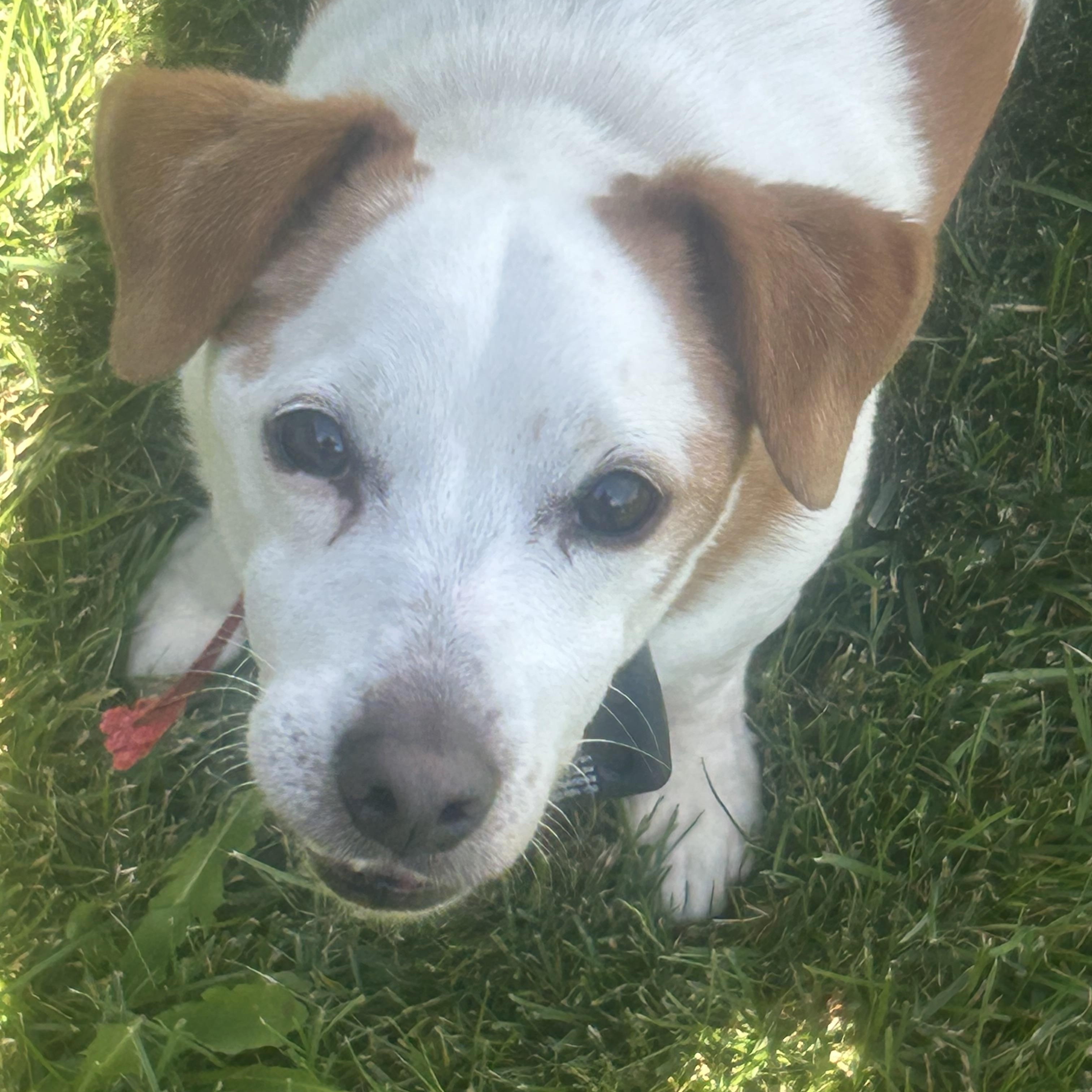 Enlarge Jack (COURTESTY POST), a Adoptable Jack Russell Terrier in Lewiston, ID image 2/3